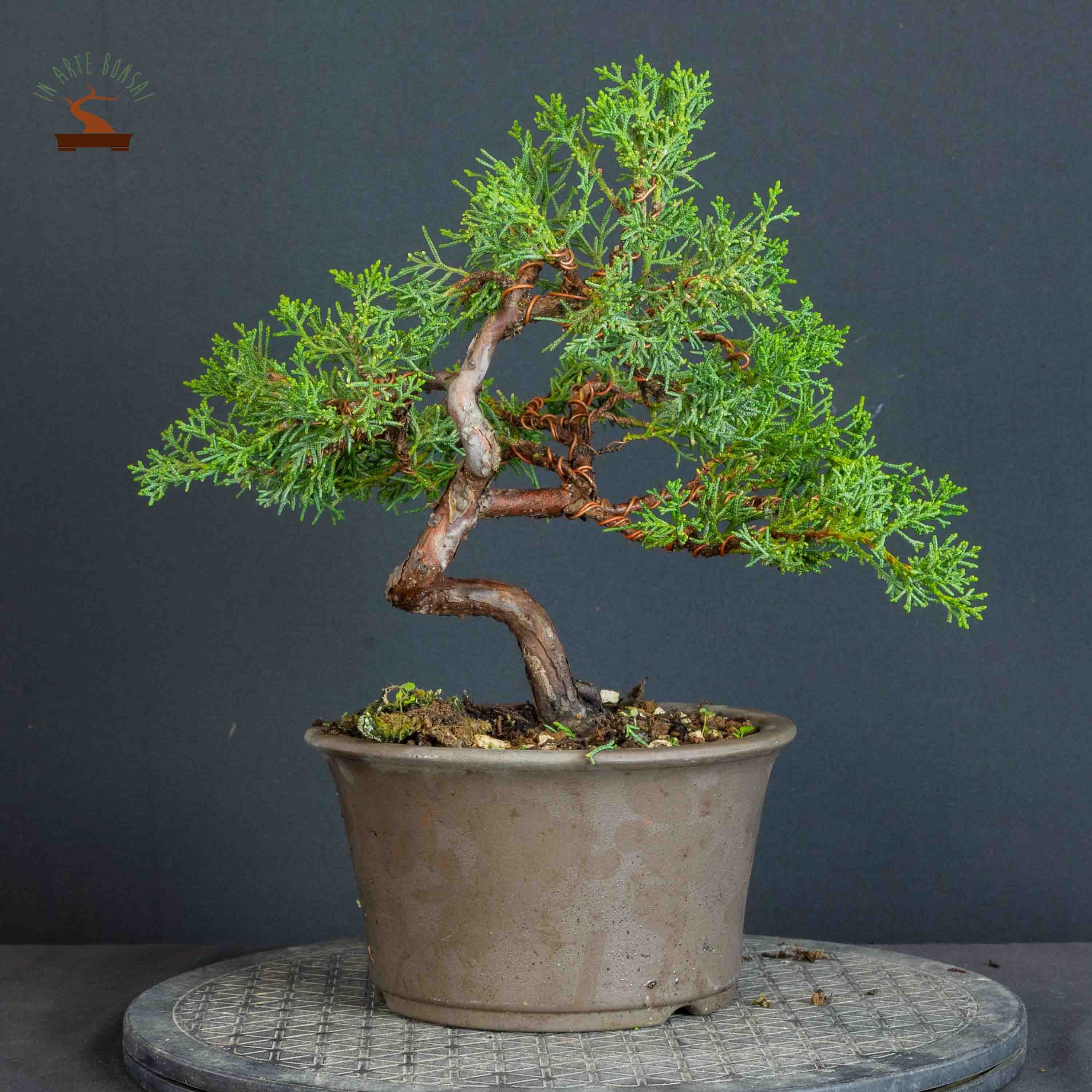 Juniperus chinensis var. Kishu