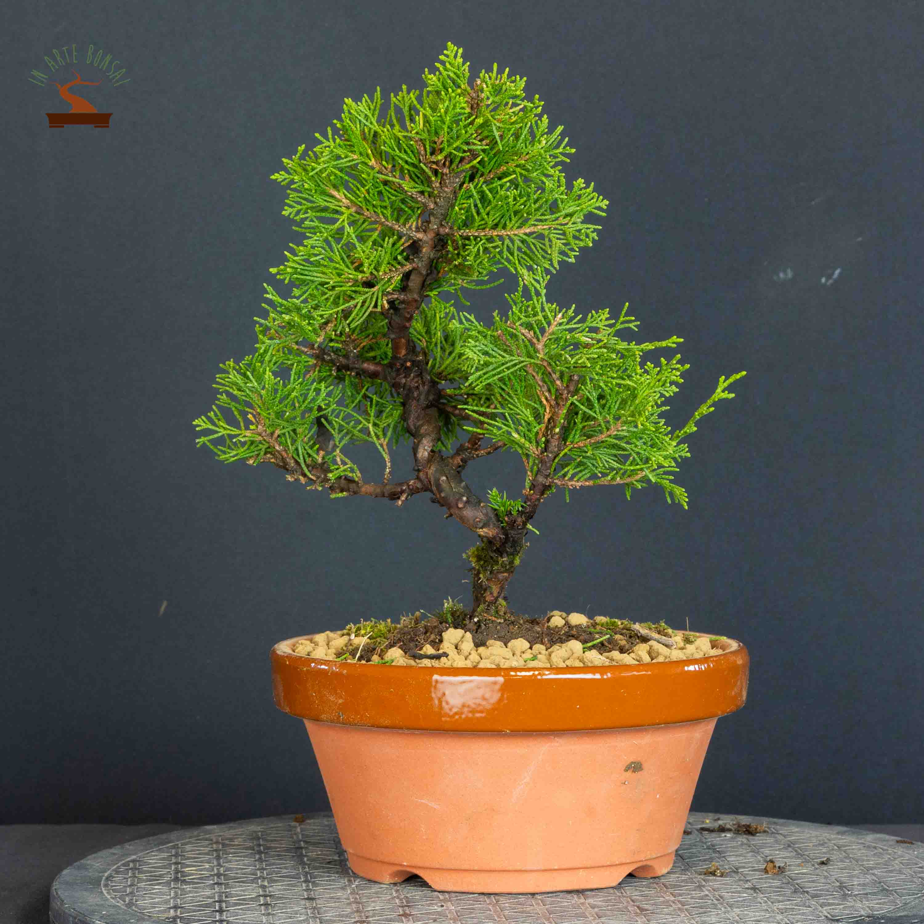 Juniperus chinensis var. Itoigawa