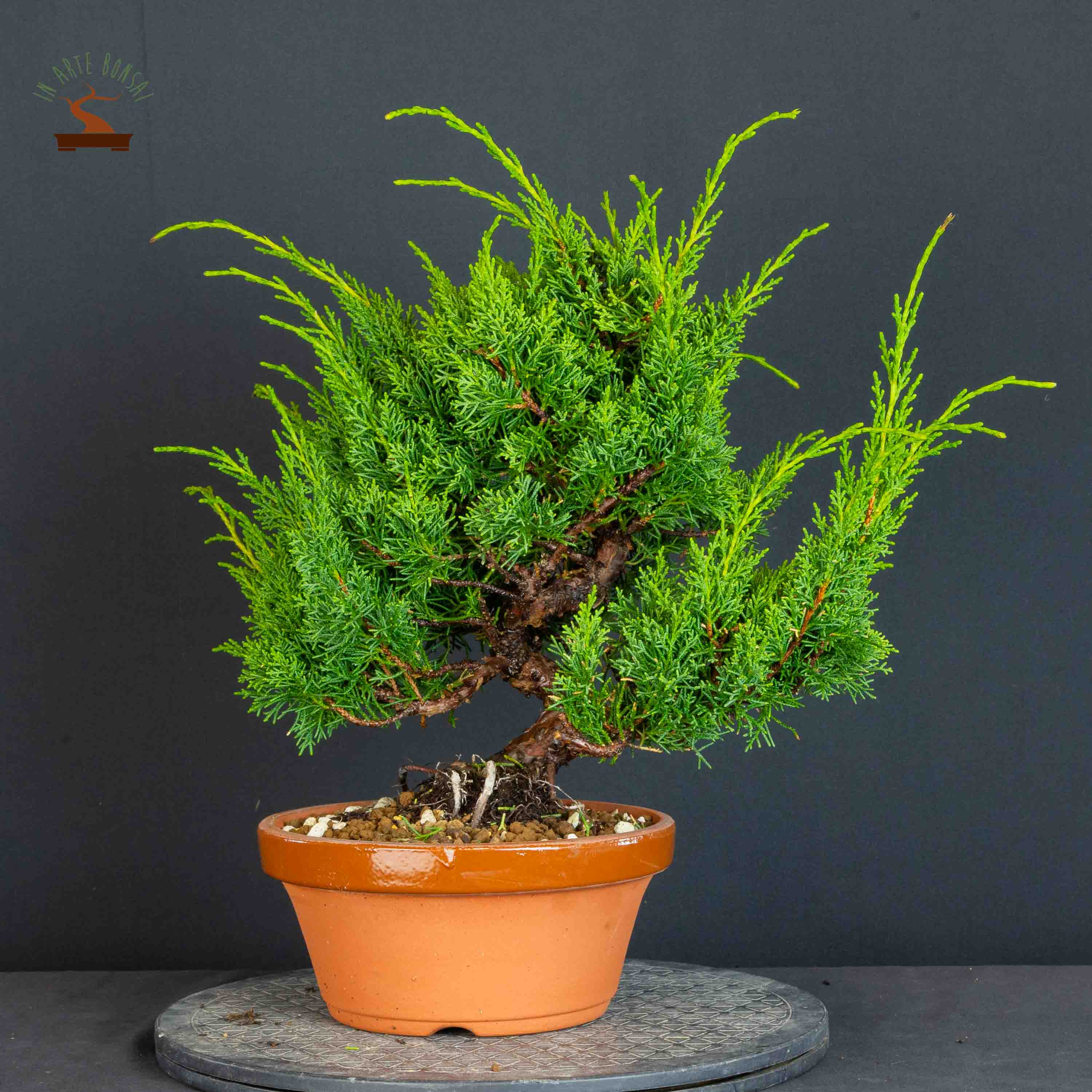Juniperus chinensis var. Kishu