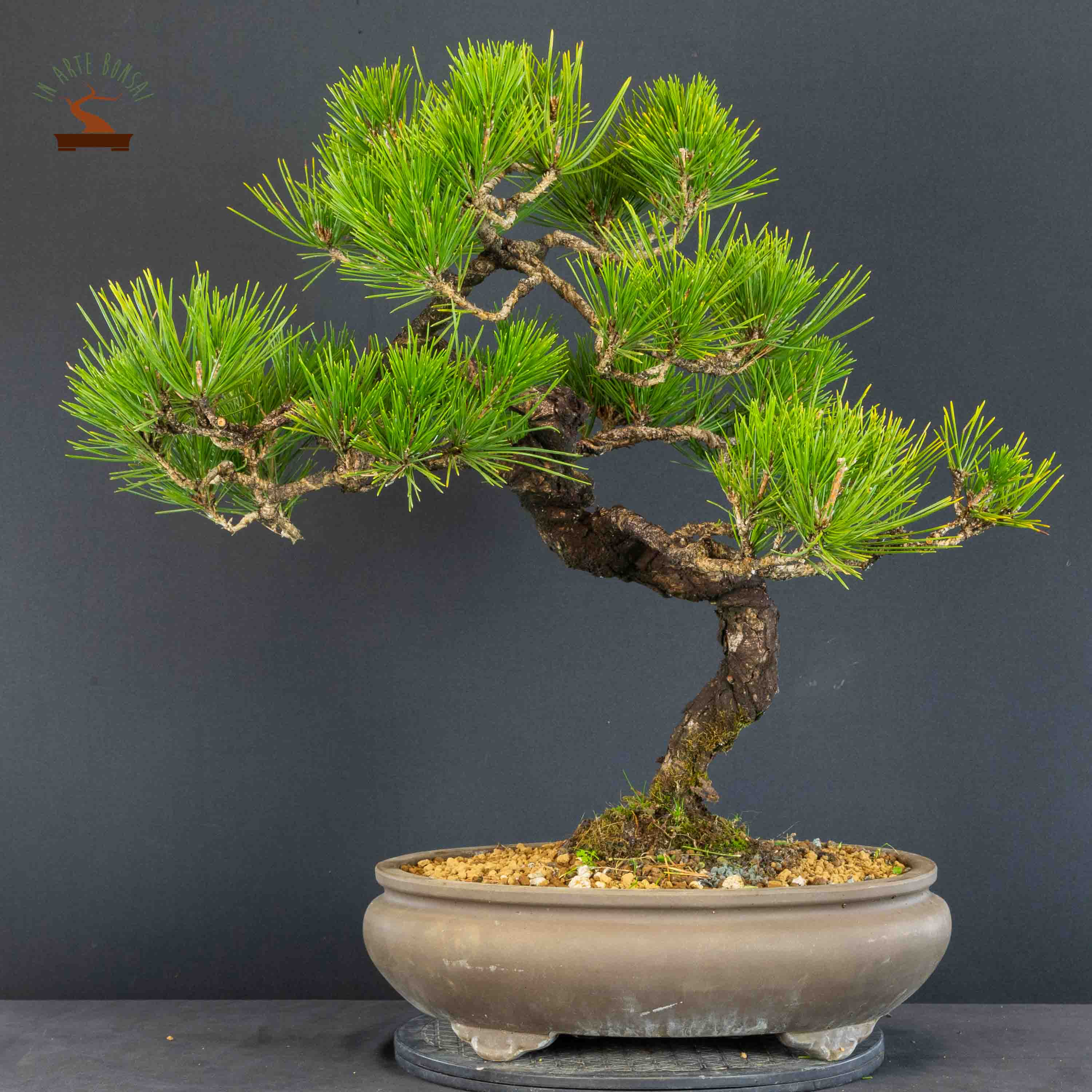 Pinus thunbergii