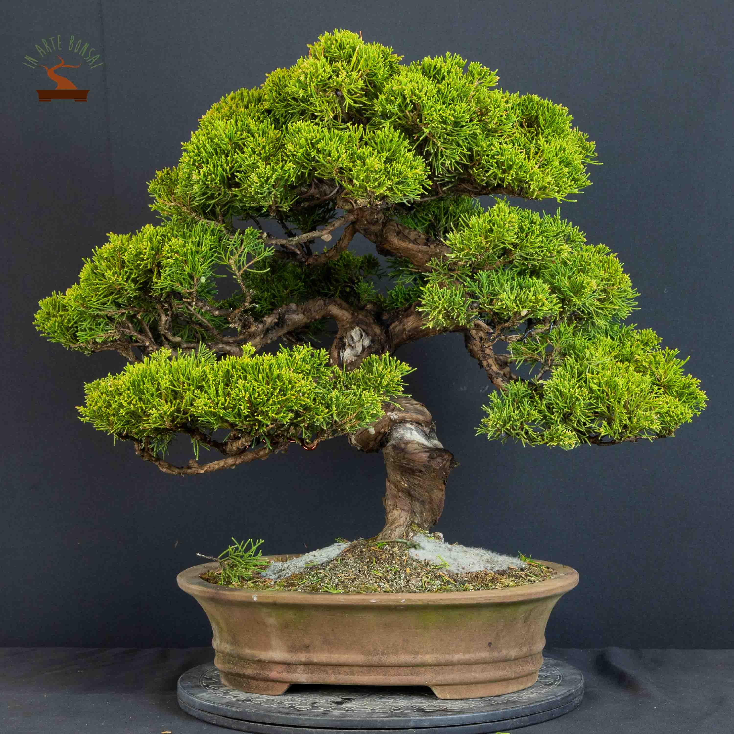 Juniperus chinensis var. Itoigawa