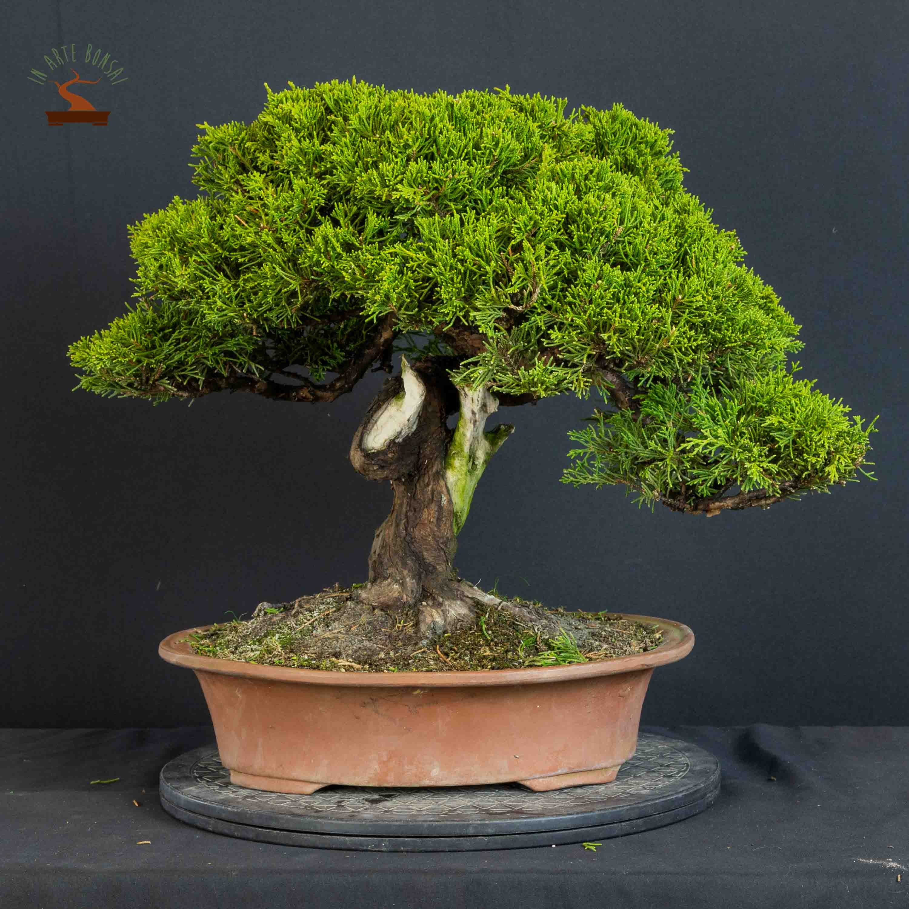 Juniperus chinensis var. Itoigawa
