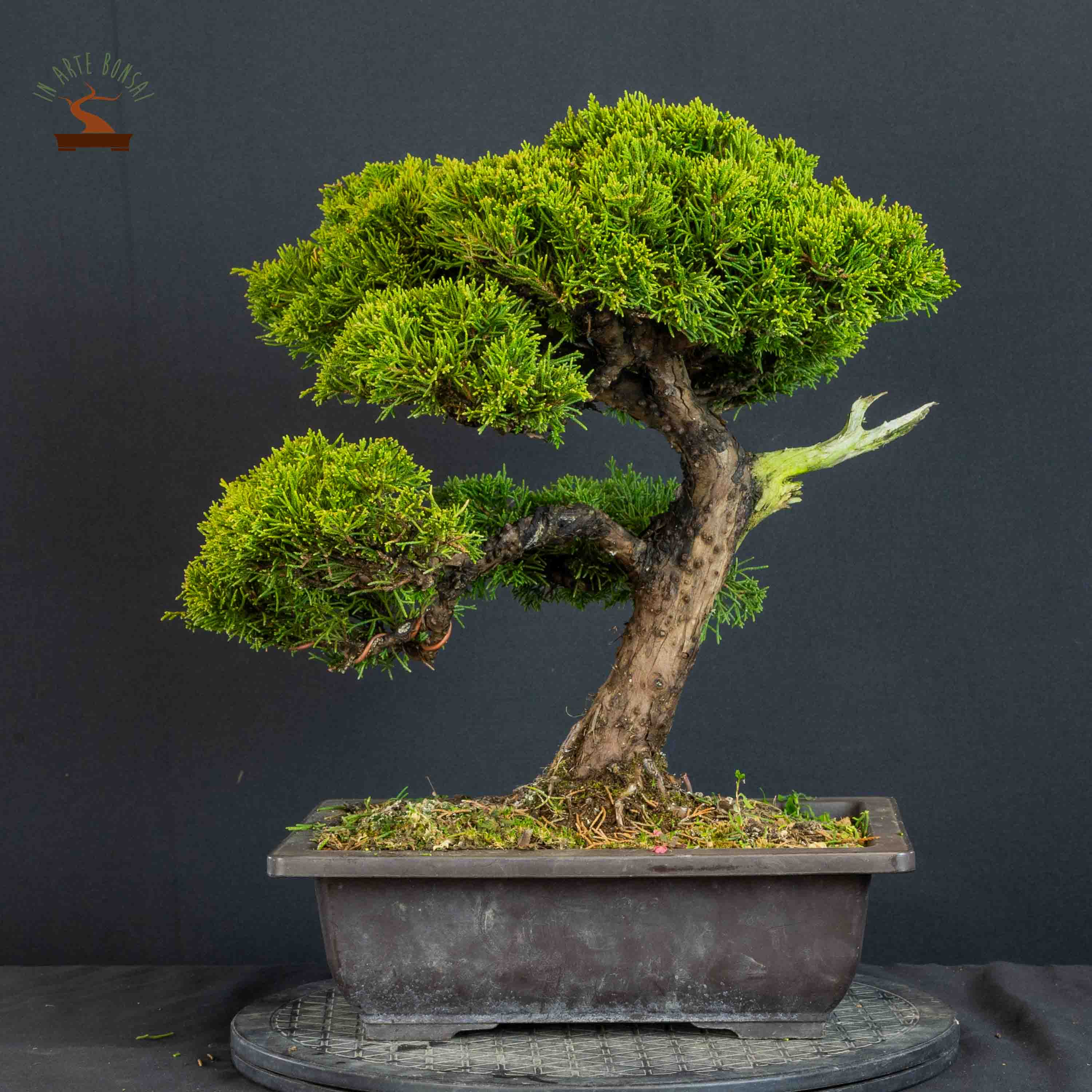 Juniperus chinensis var. Itoigawa