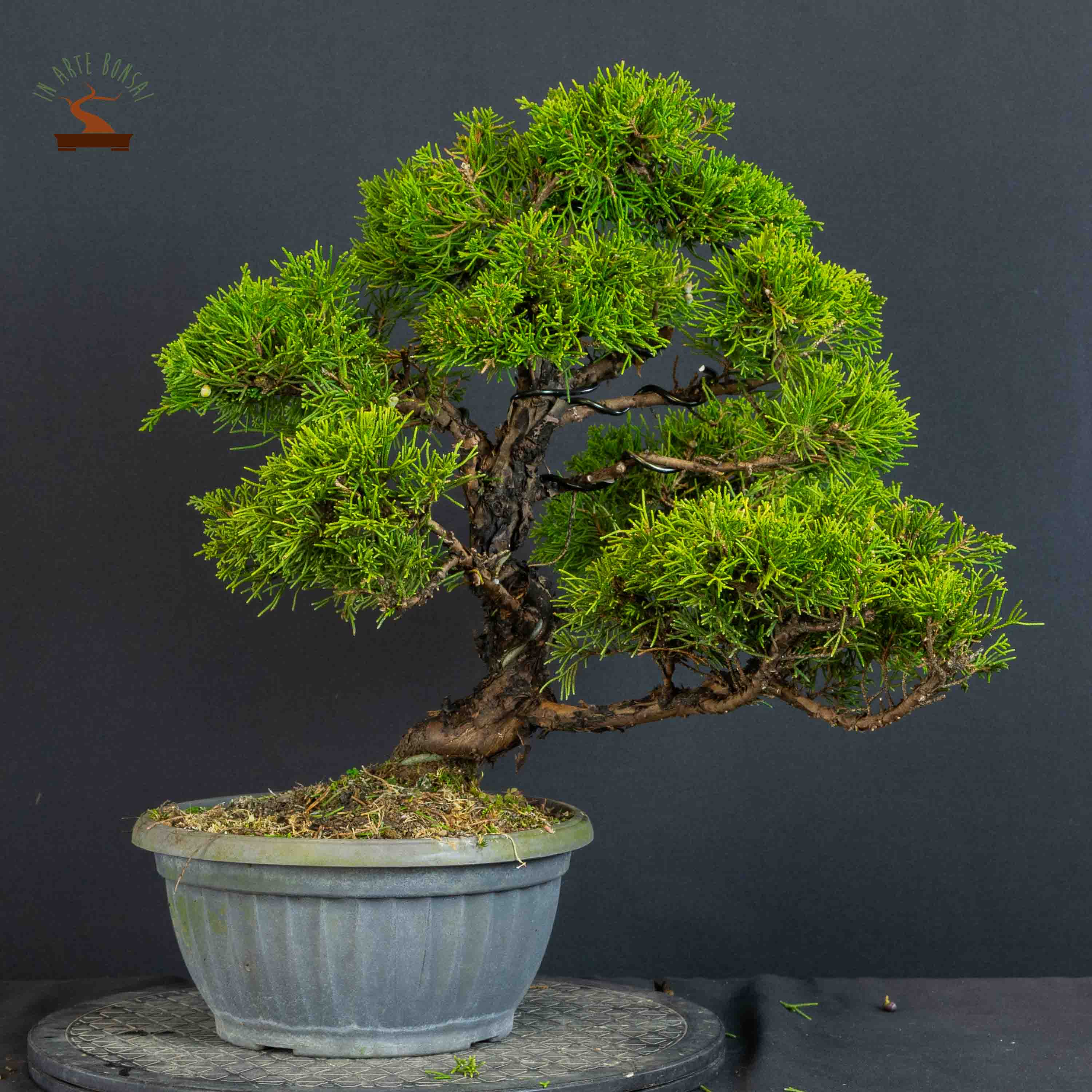 Juniperus chinensis var. Itoigawa