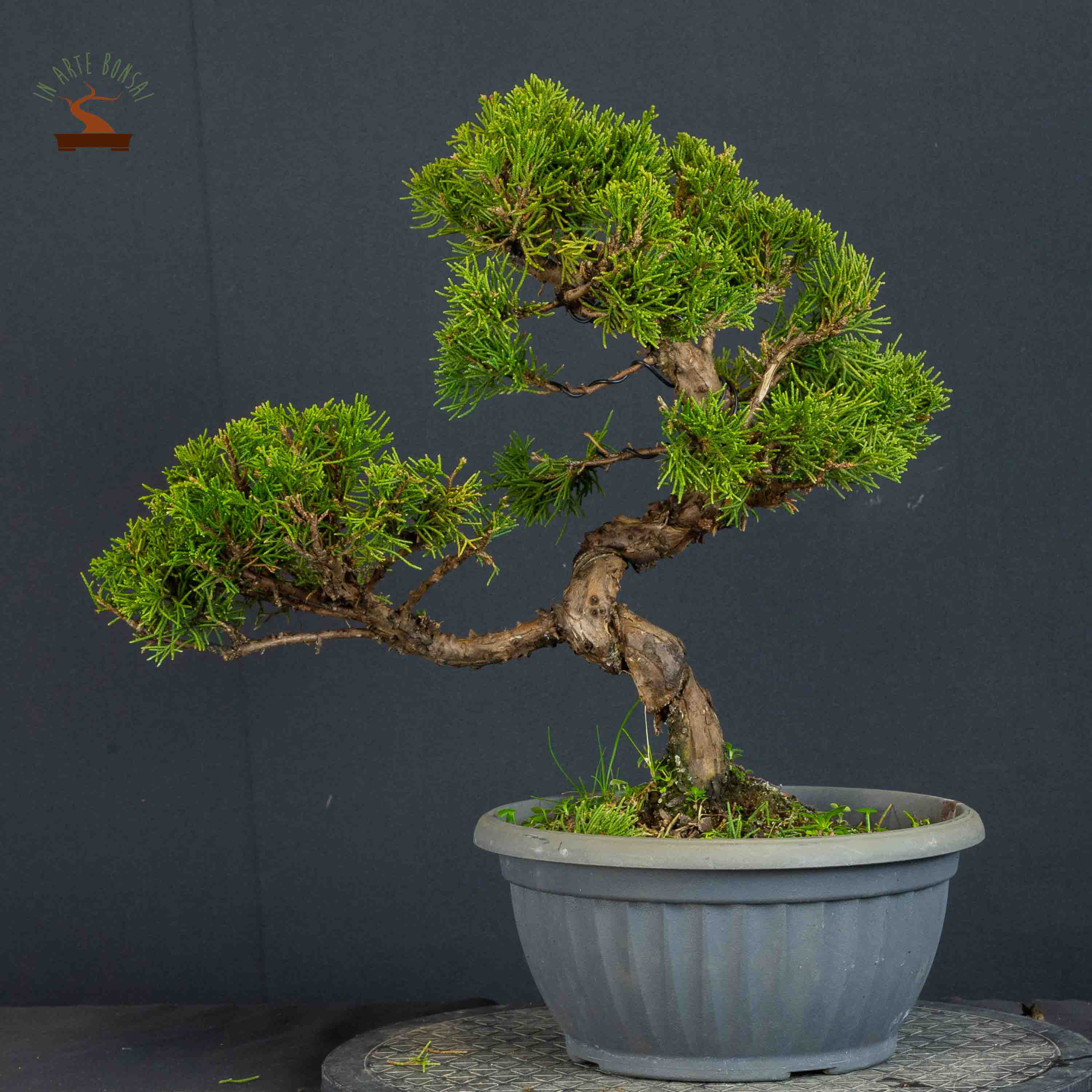 Juniperus chinensis var. Itoigawa