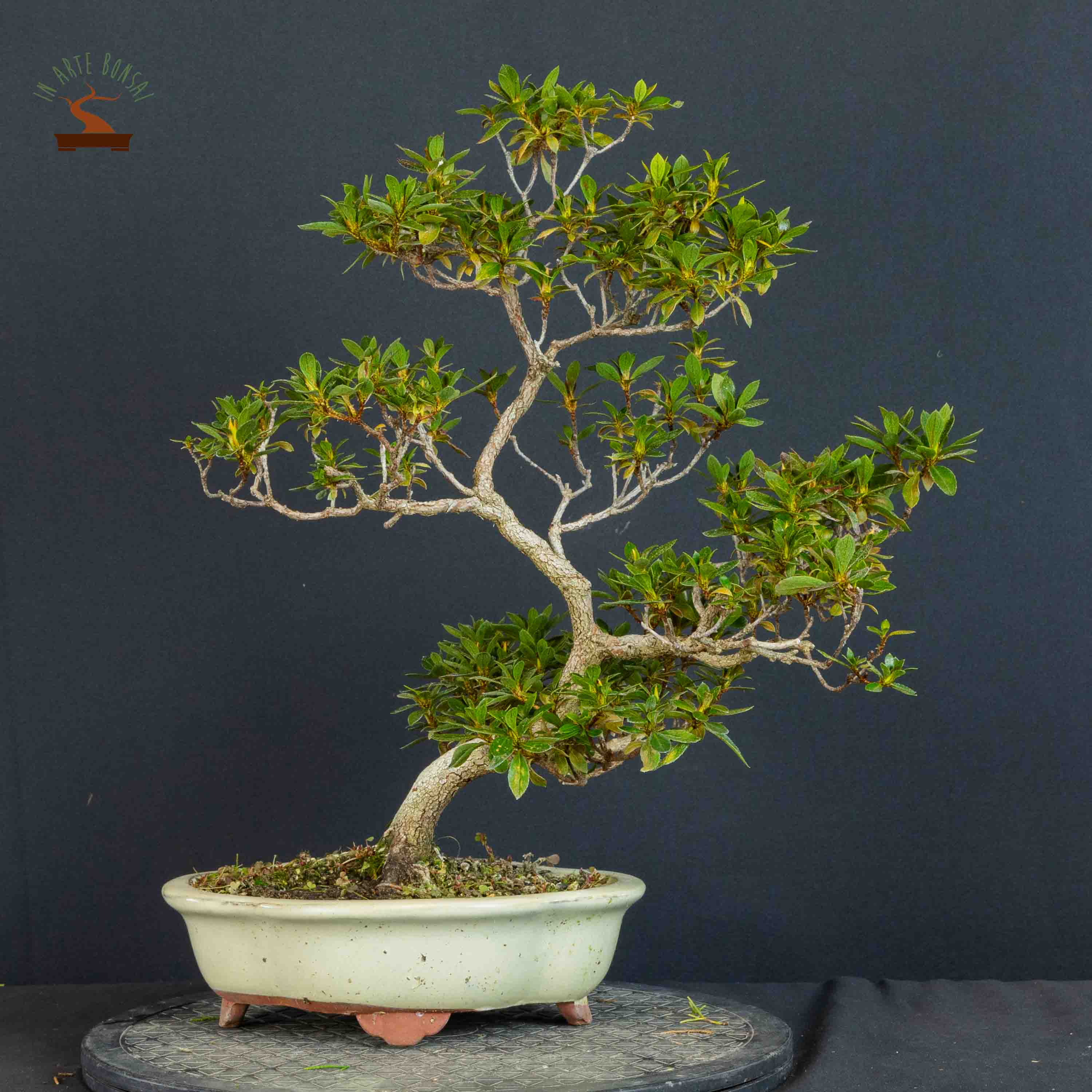 Azalea satsuki var. kokuko no tsuki