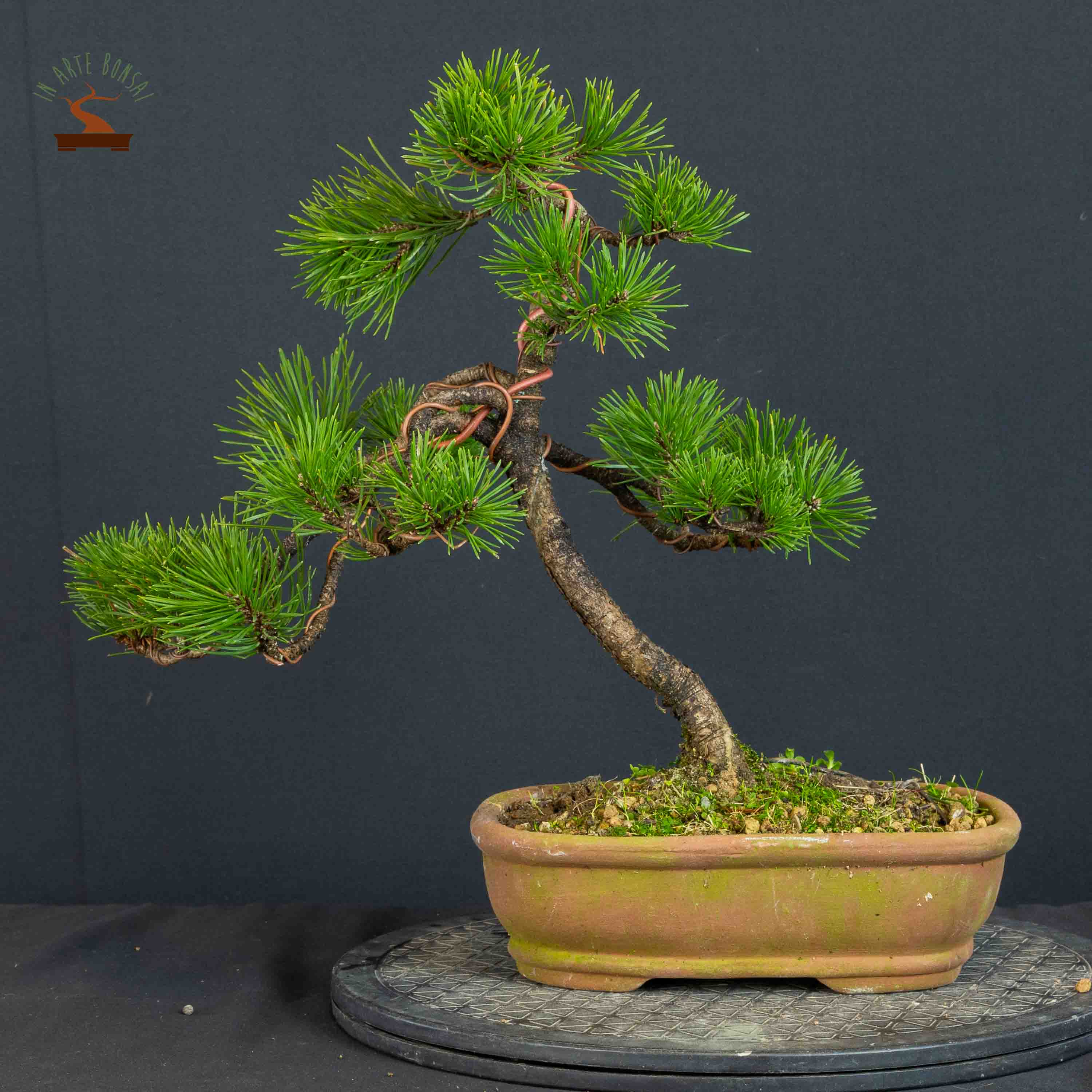Pinus mugo