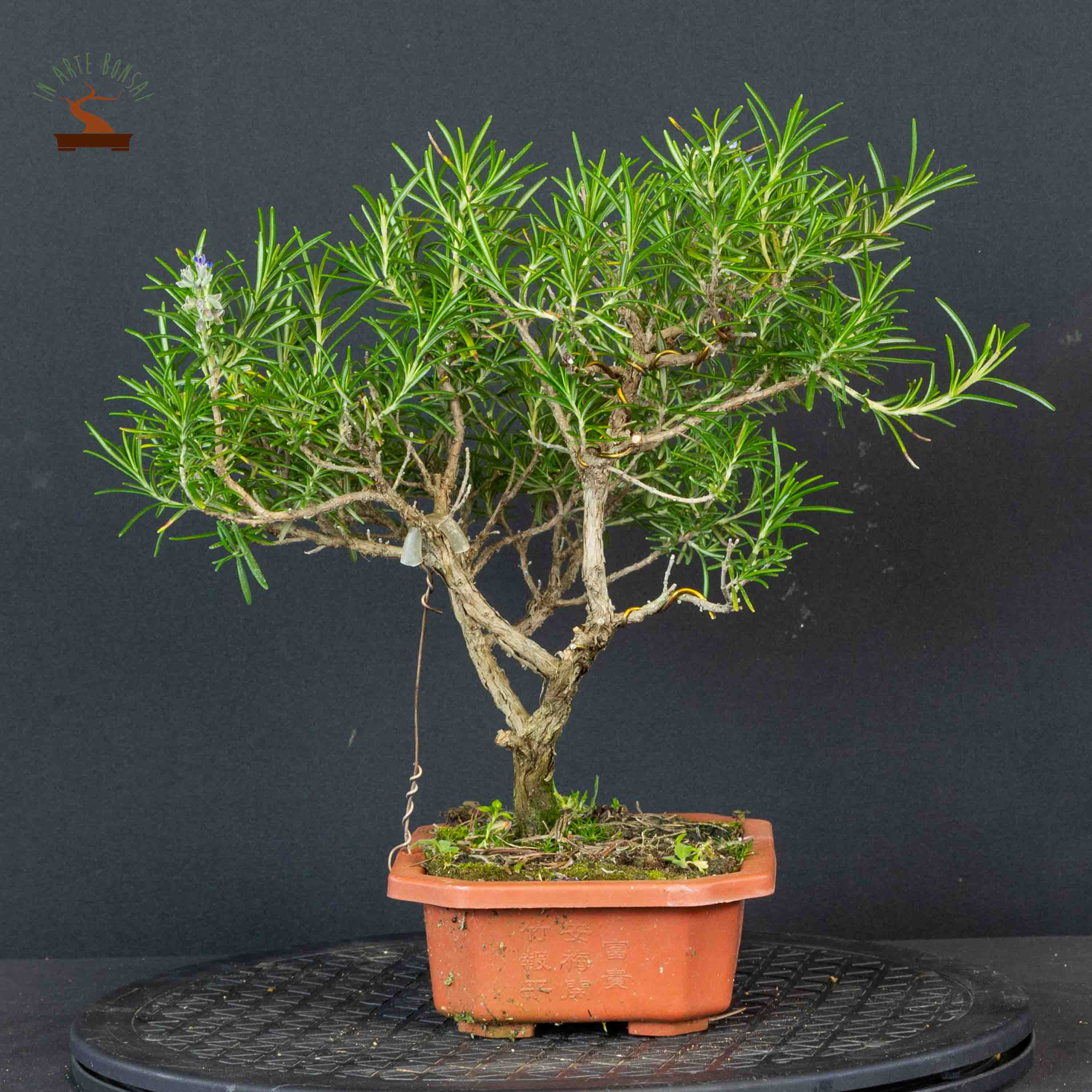 Lato sinistro