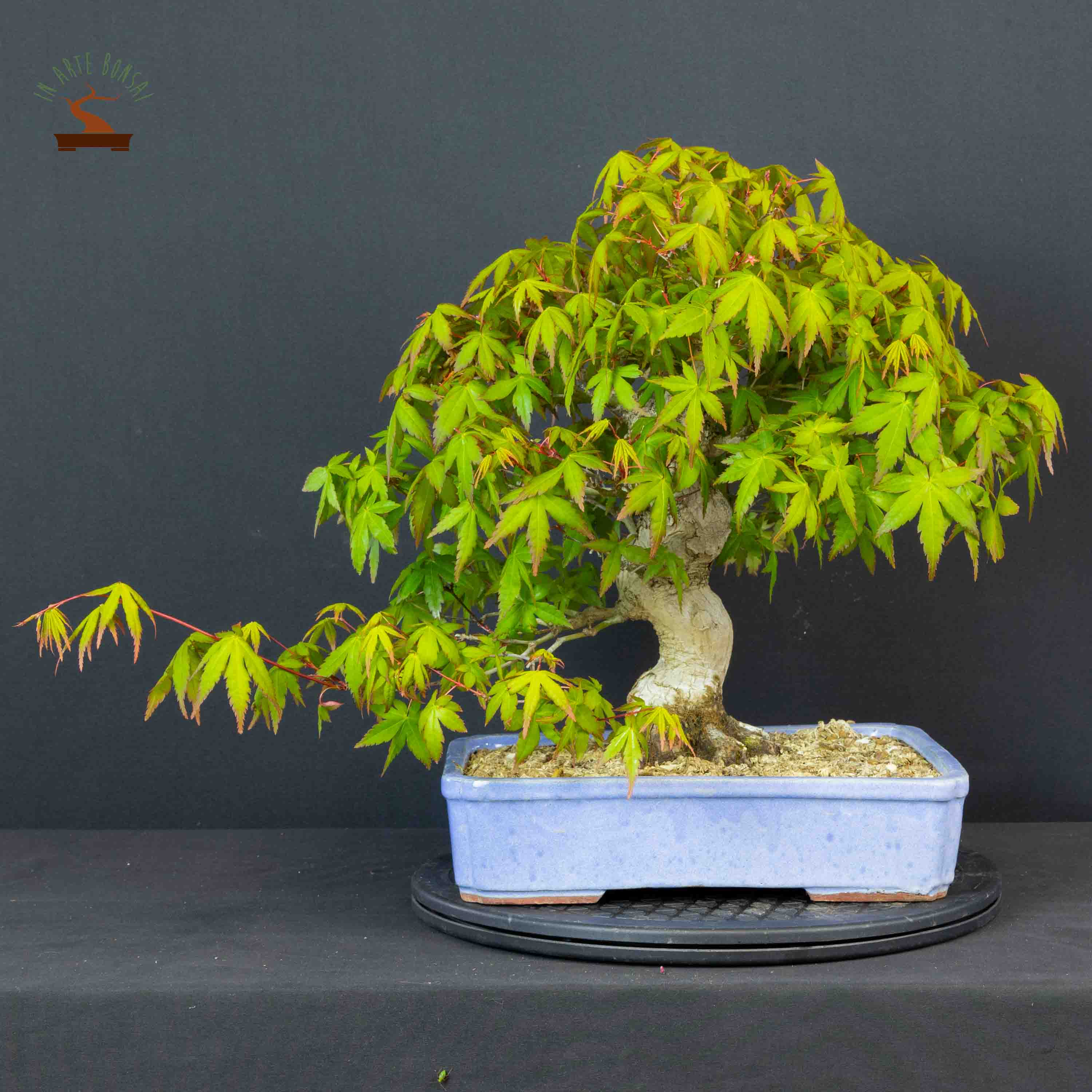 Nastro Per Modellare Bonsai In Cotone 2 Cm – Fascia Bianca Per Innesto E Curvatura Alberi, Rotolo Da Giardinaggio