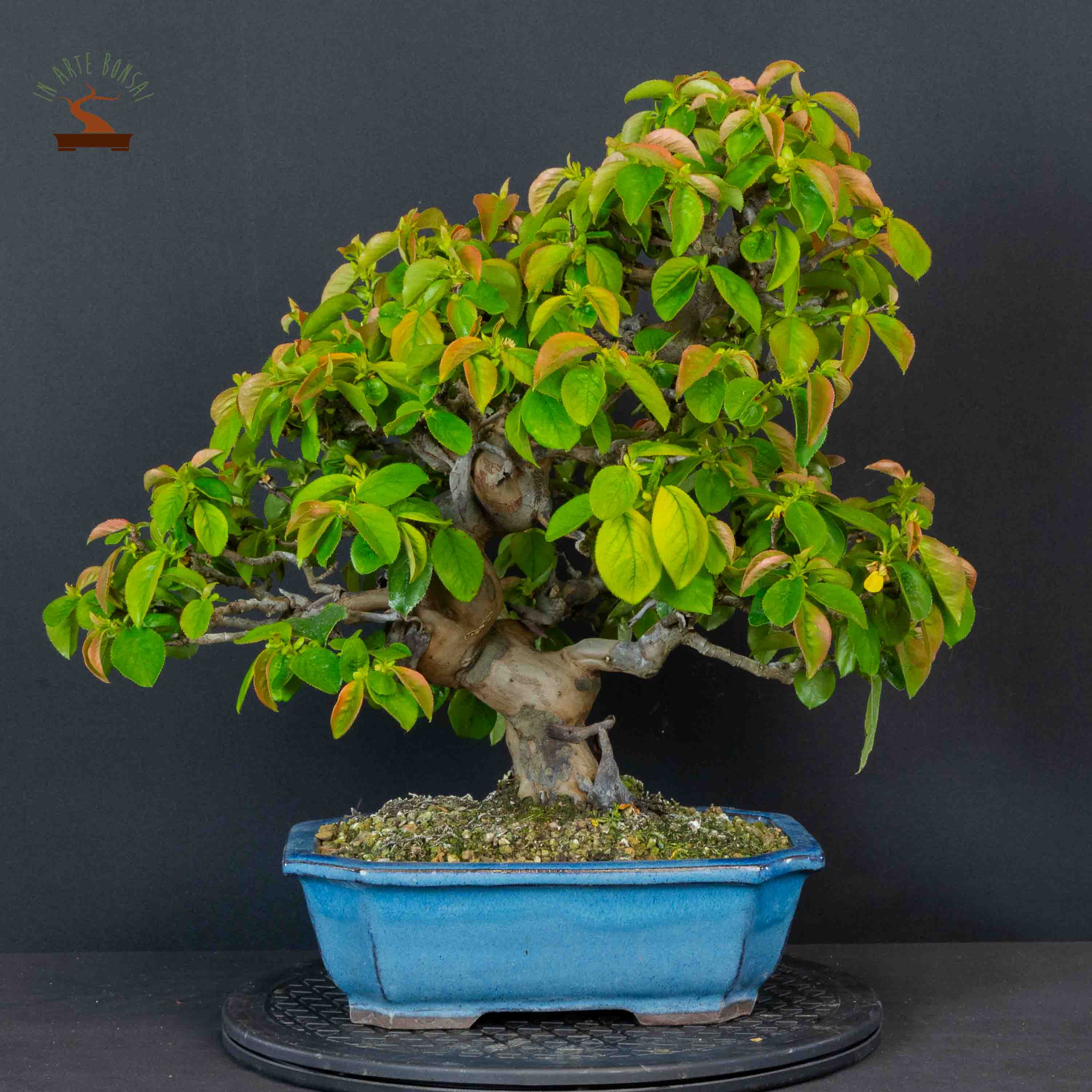 Pseudocydonia sinensis