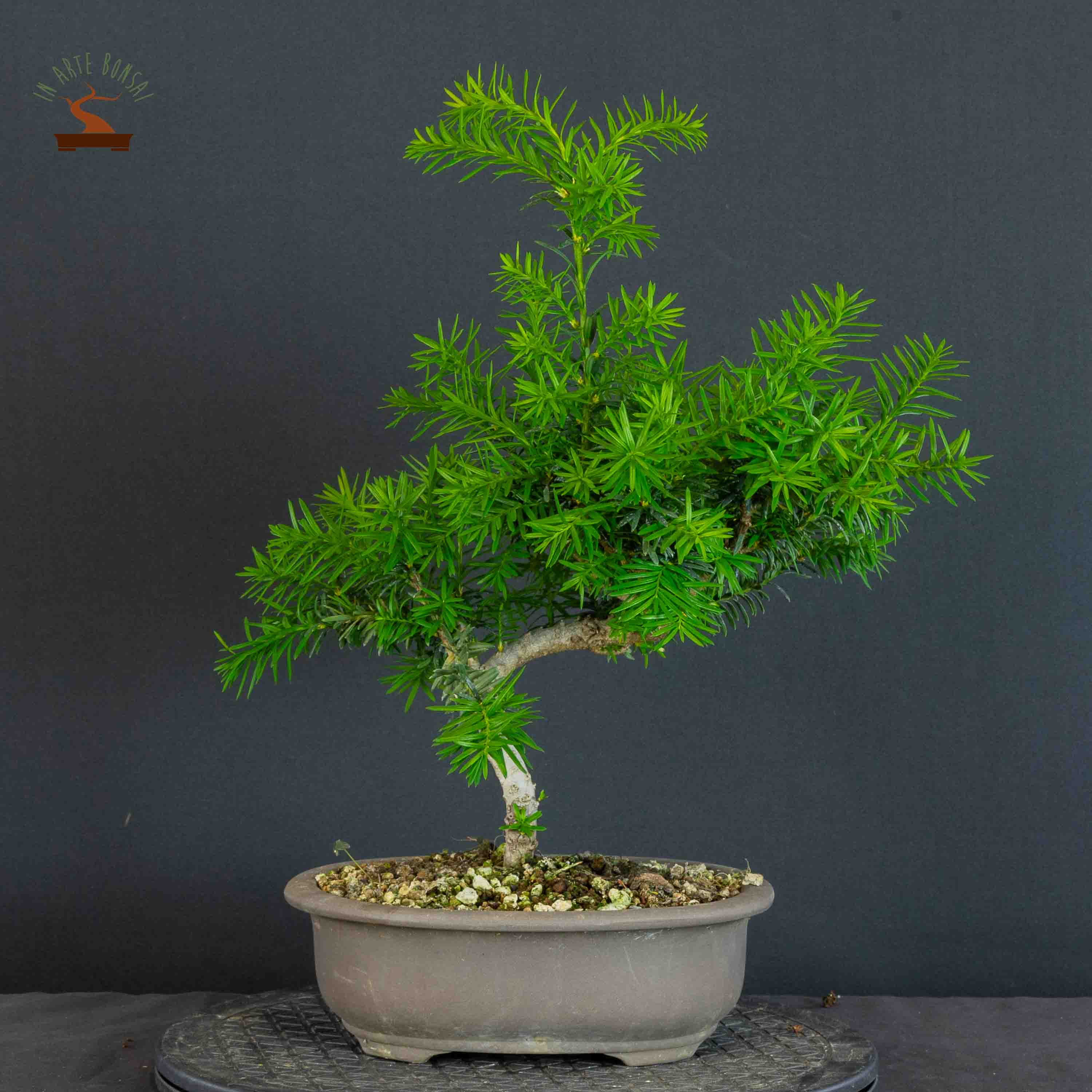 Taxus cuspidata