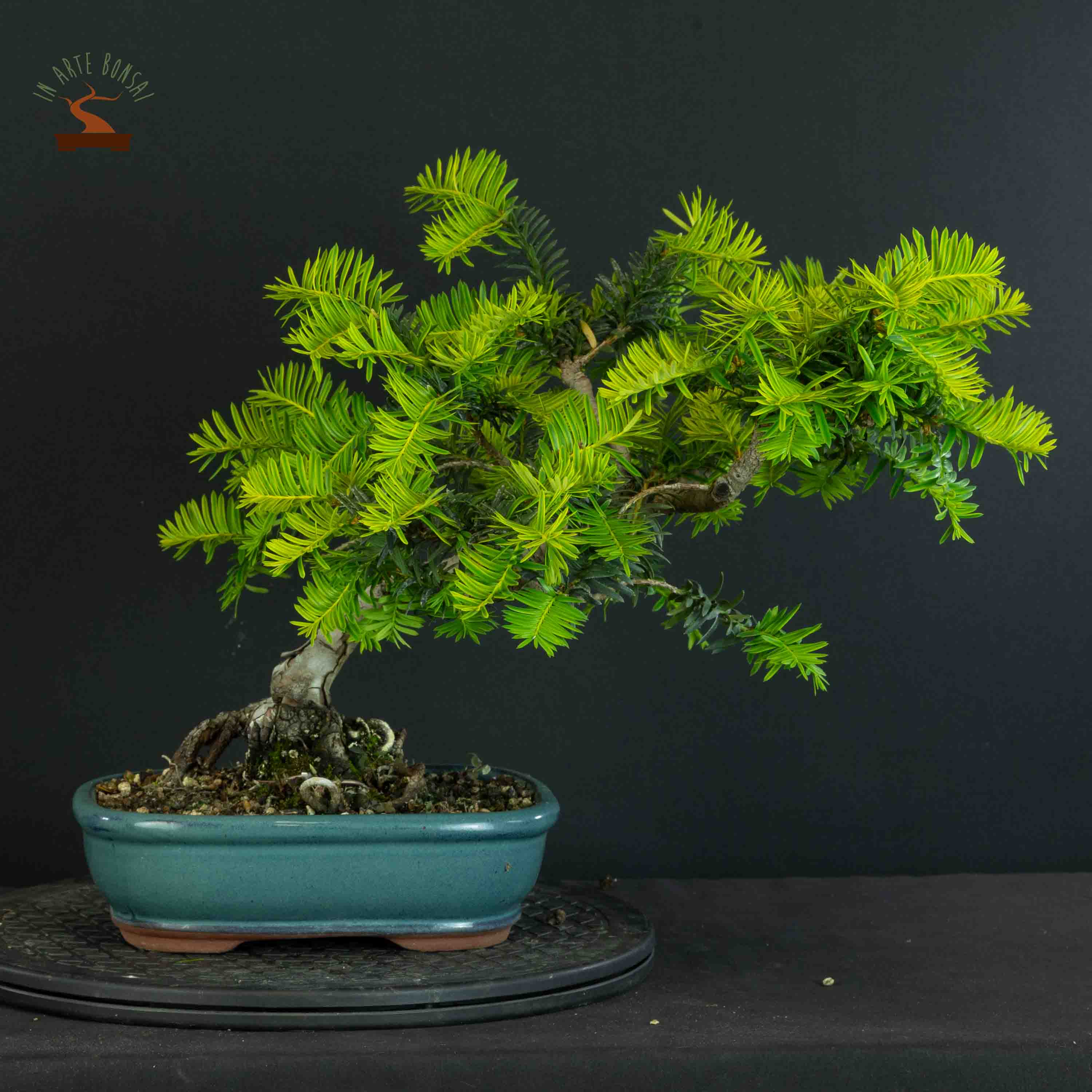 Taxus baccata