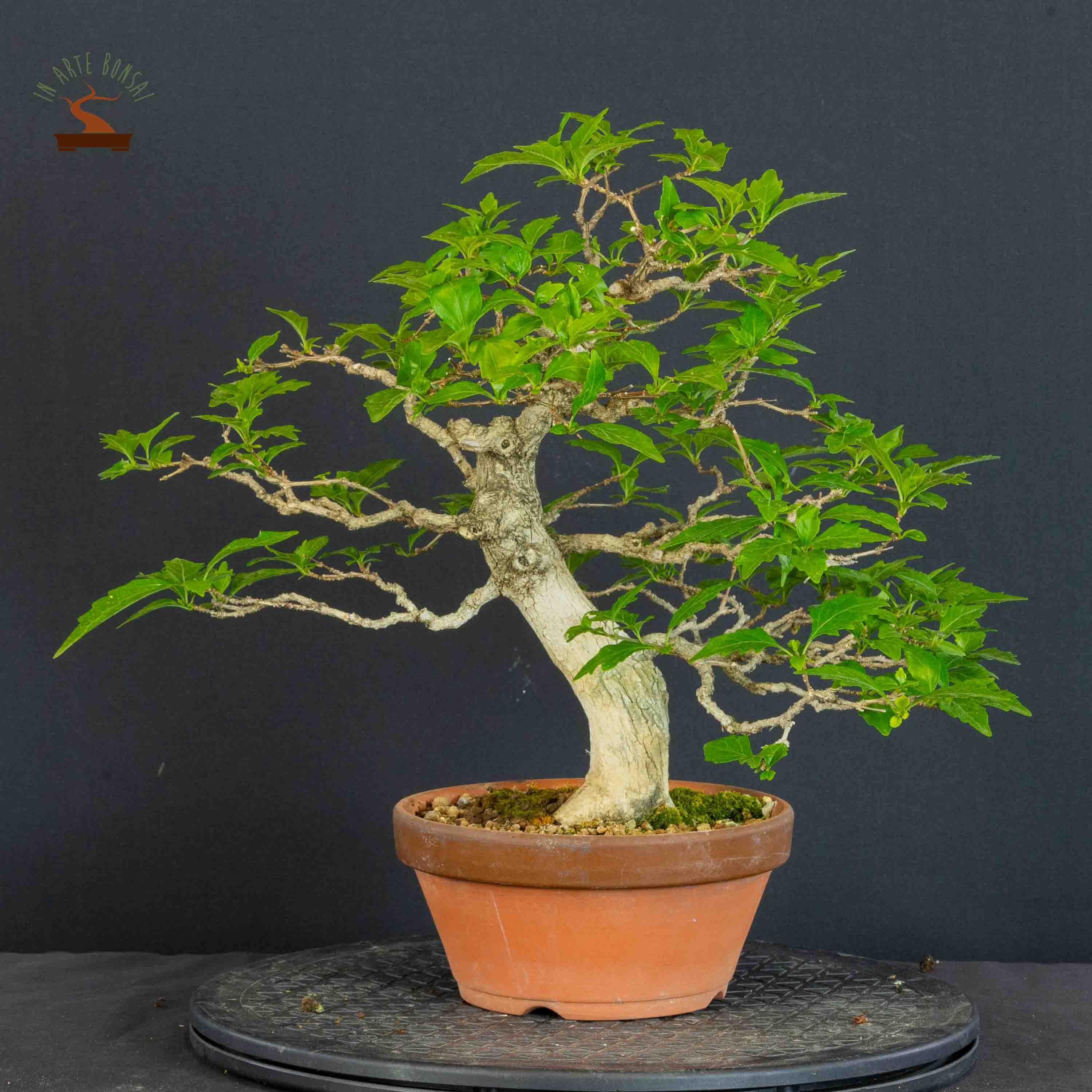 Premna japonica