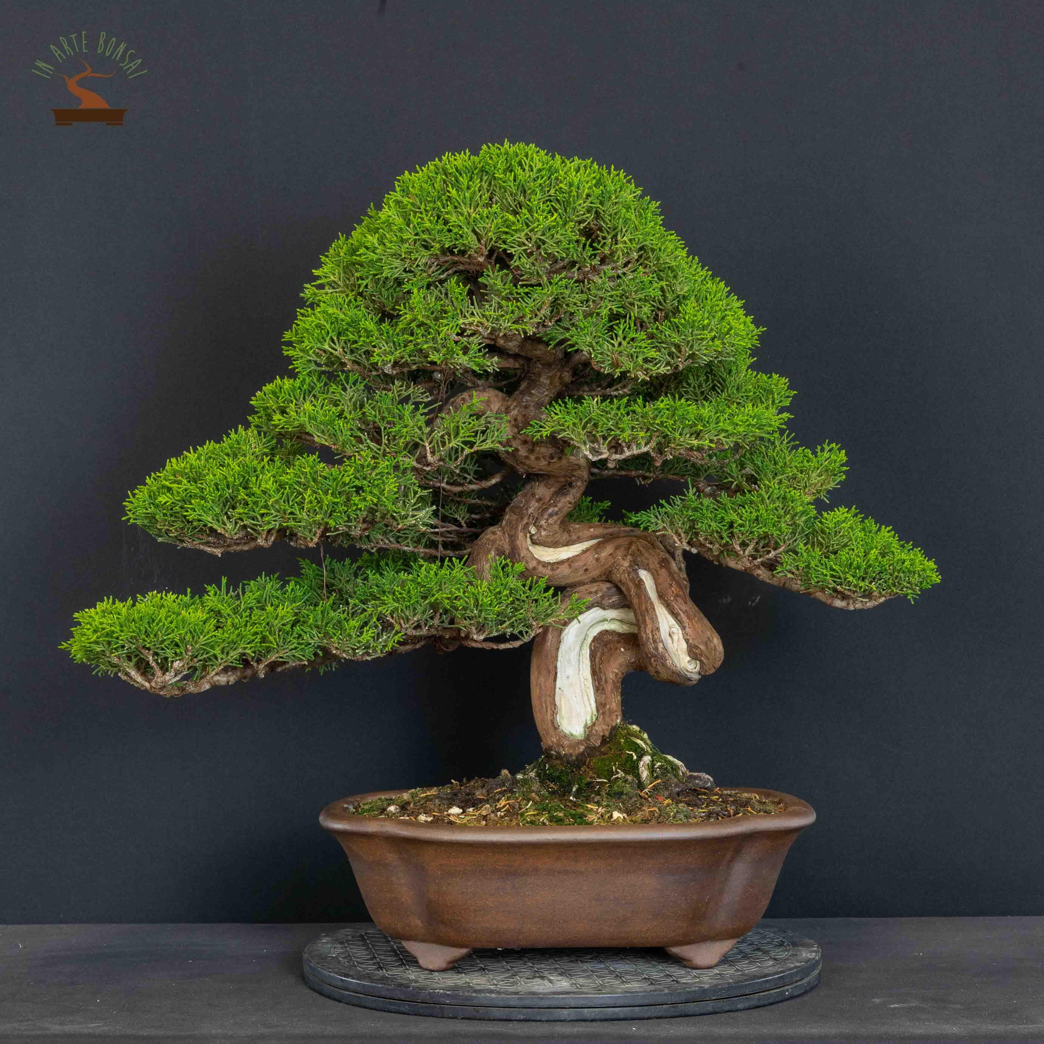Juniperus chinensis var. Itoigawa