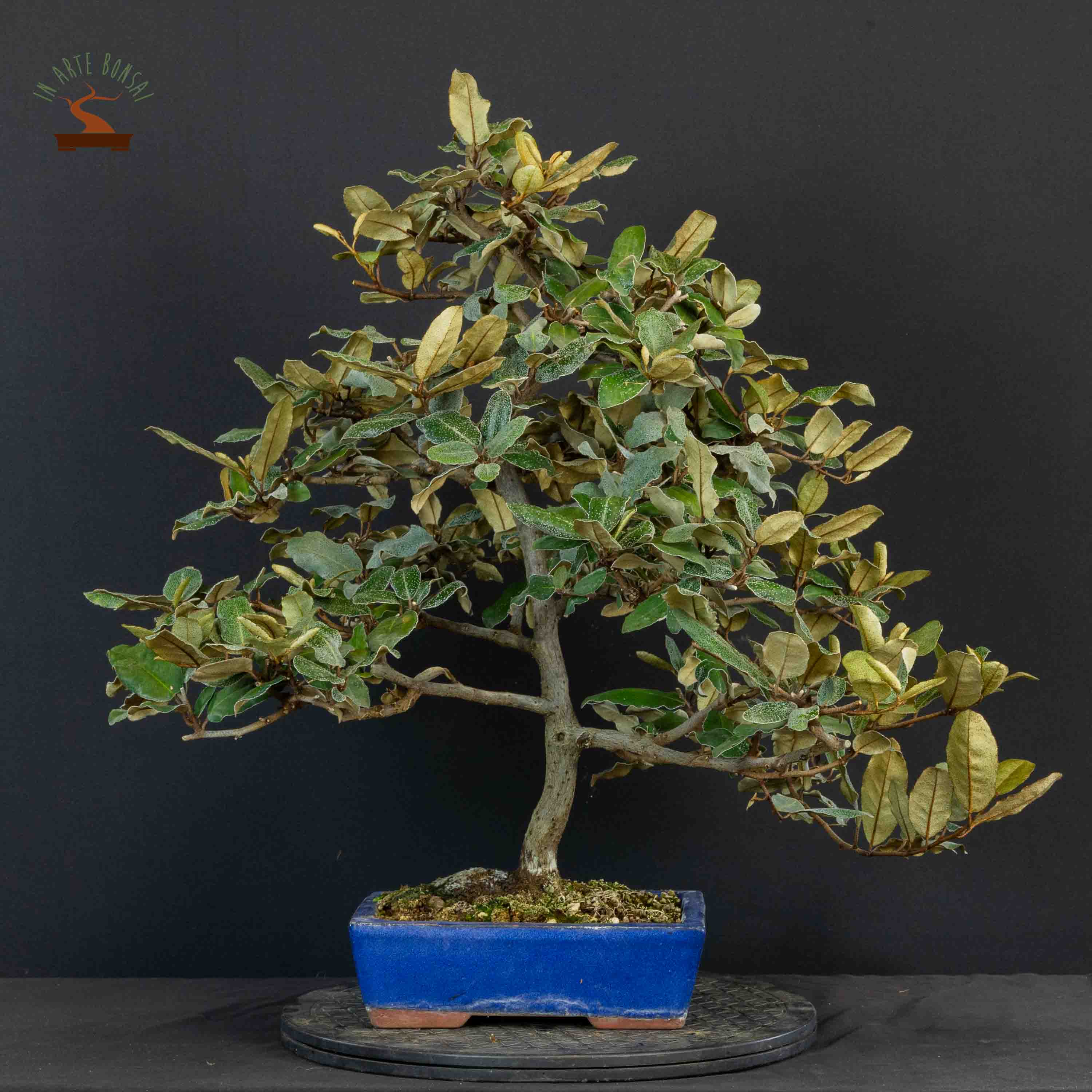 Elaeagnus pungens