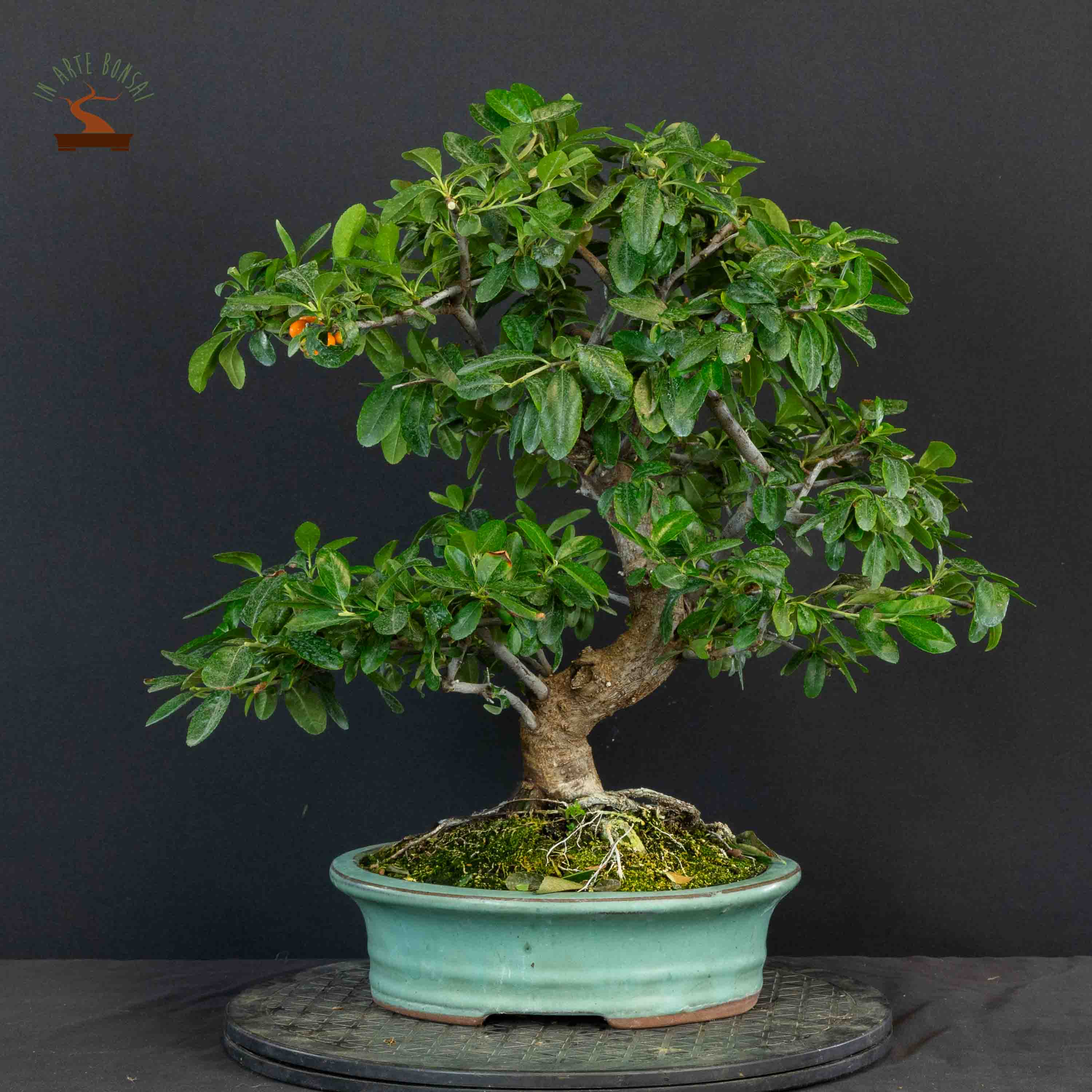 Pyracantha coccinea