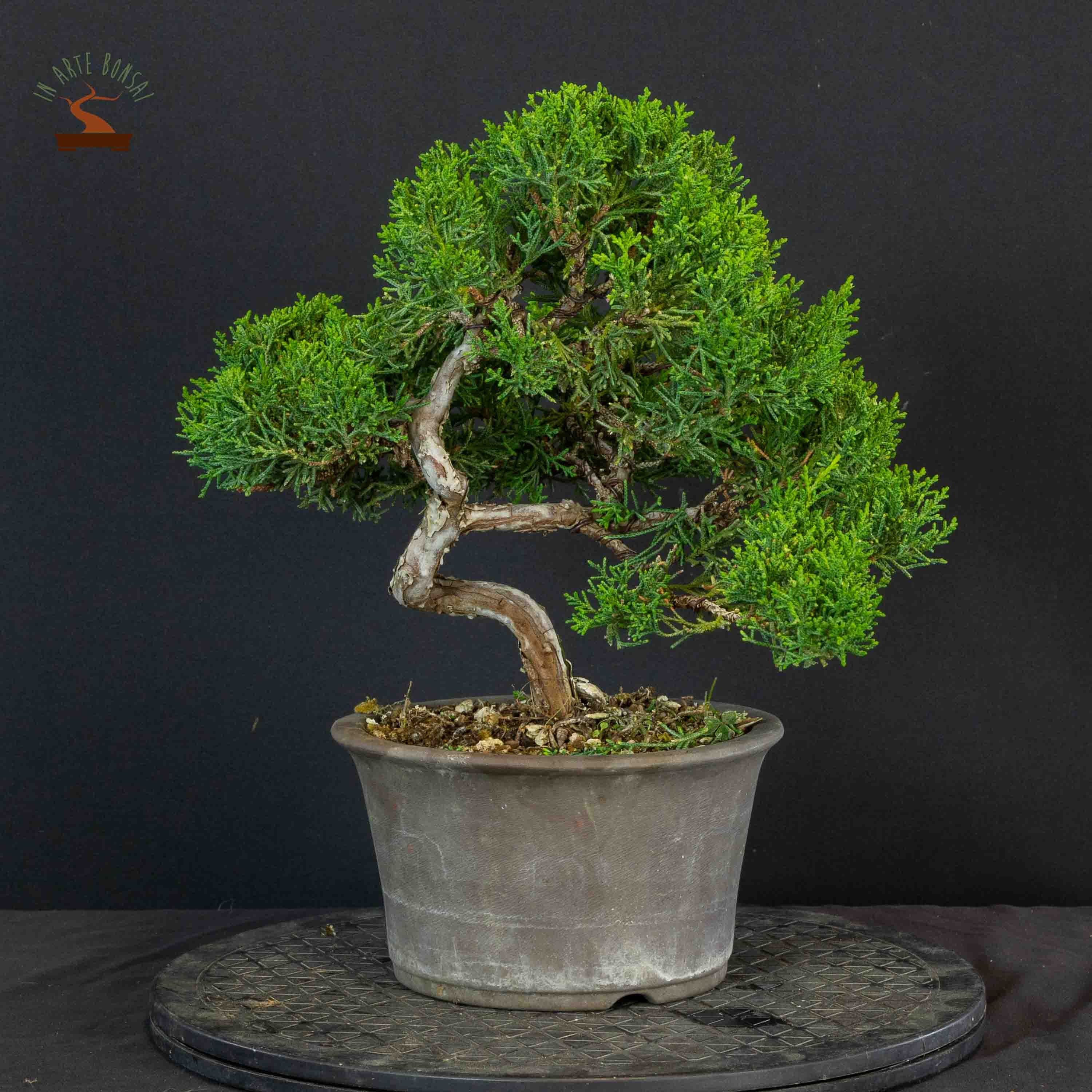 Juniperus chinensis var. Kishu