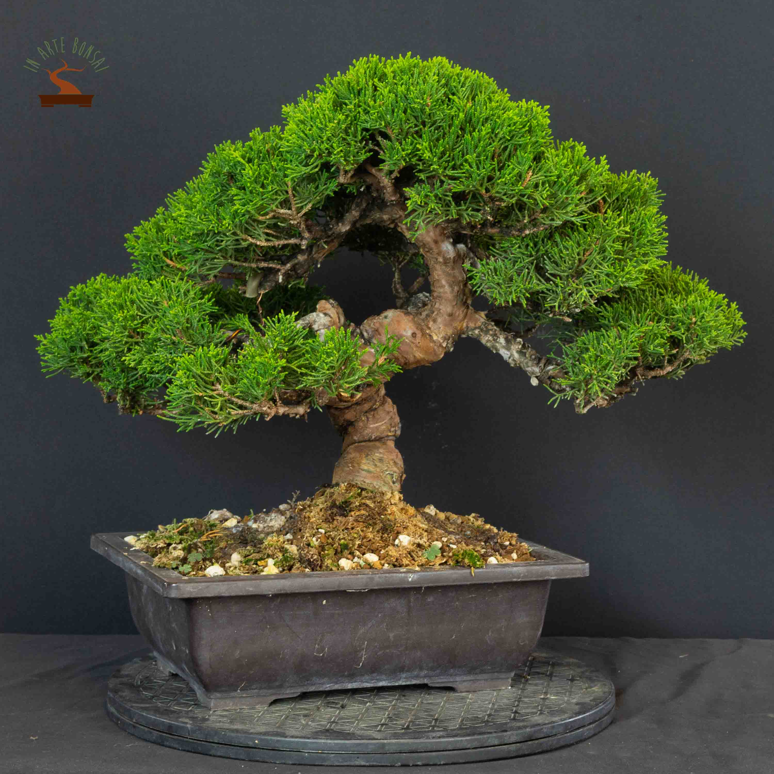Juniperus chinensis var. Itoigawa