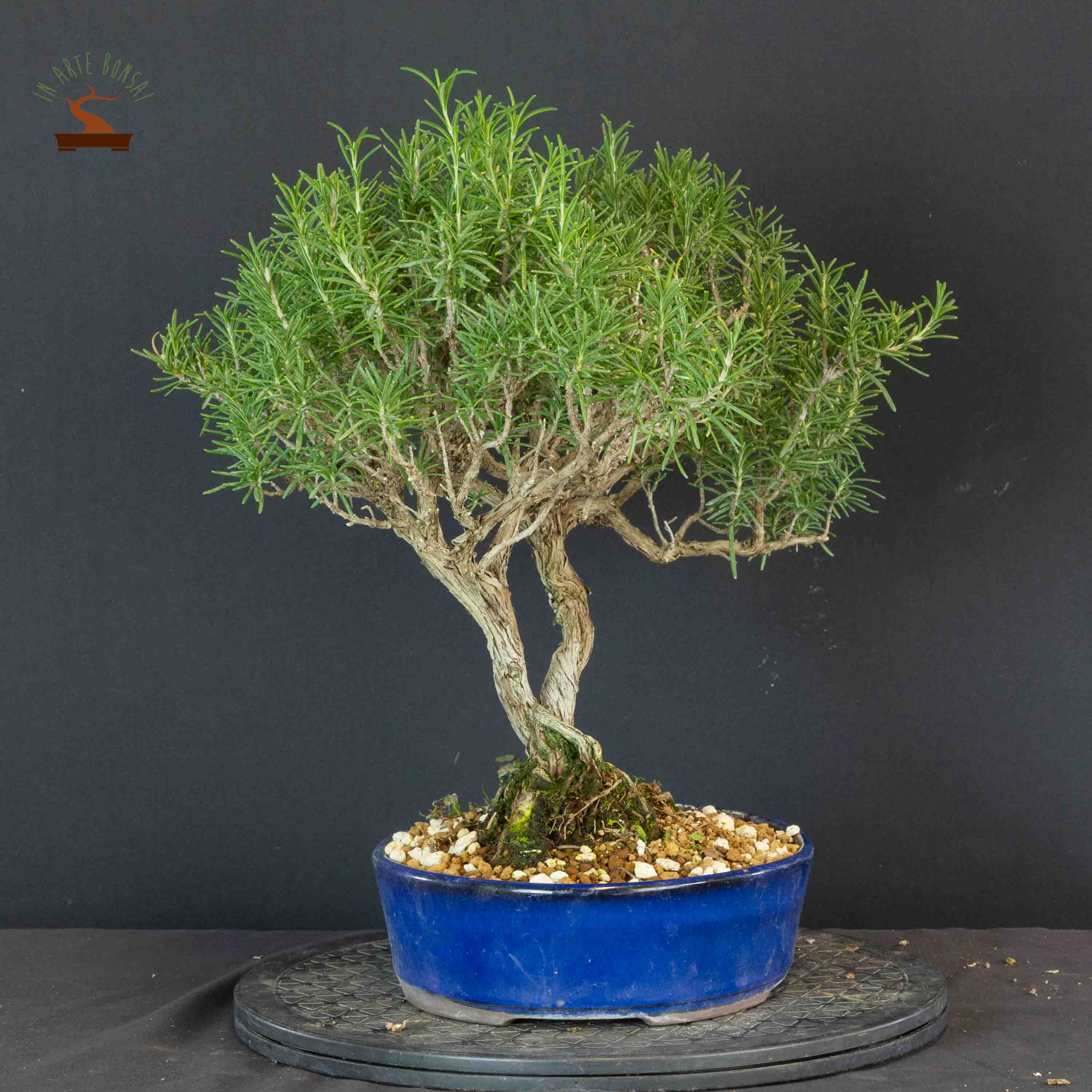 Lato sinistro