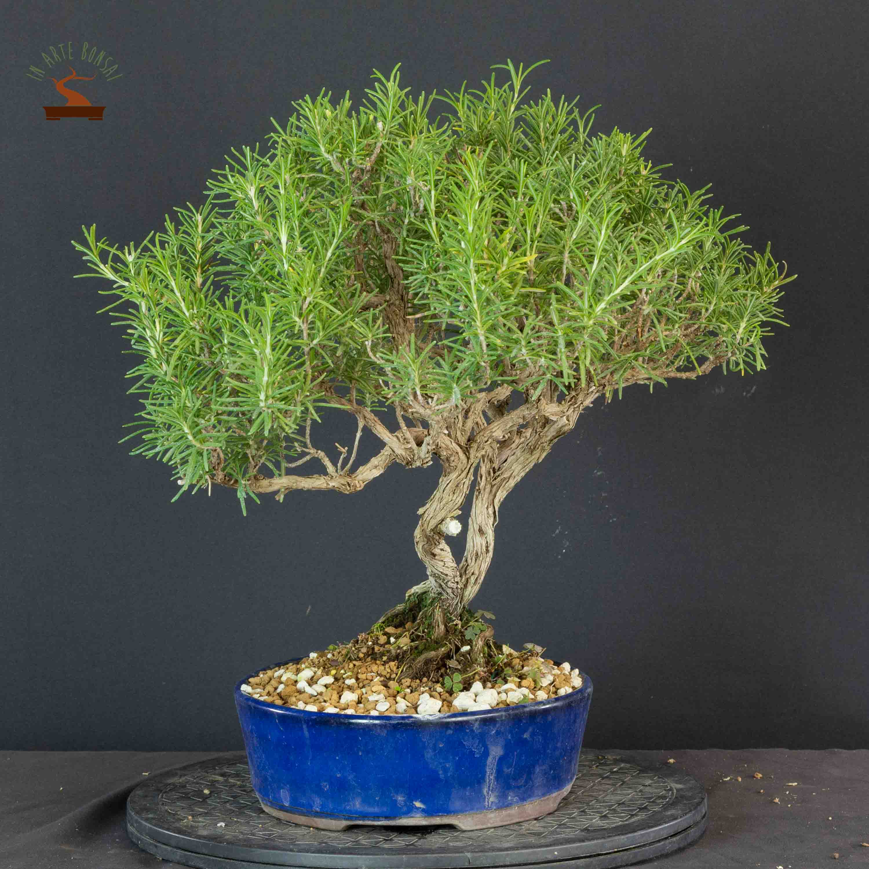 Lato destro