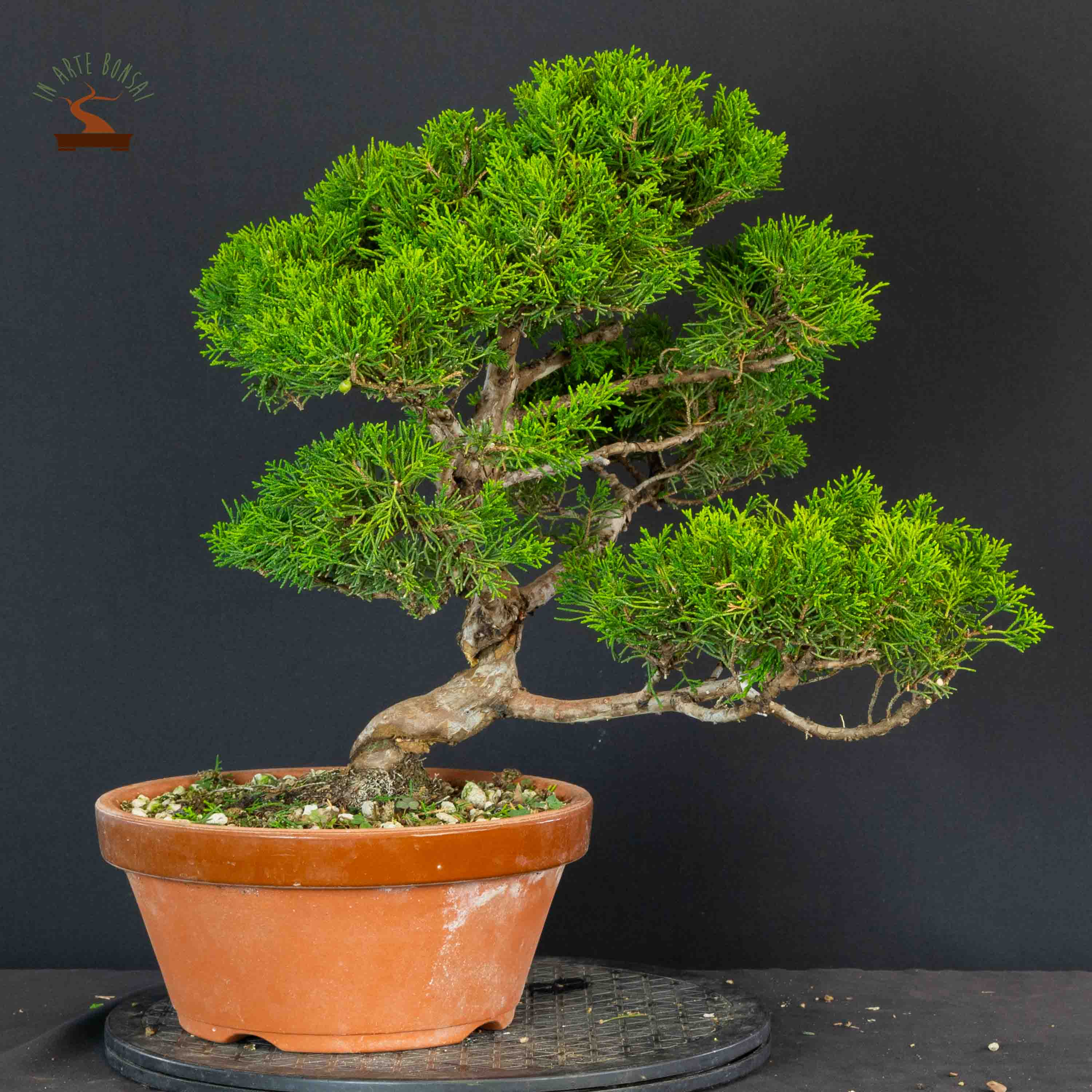 Juniperus chinensis var. Itoigawa