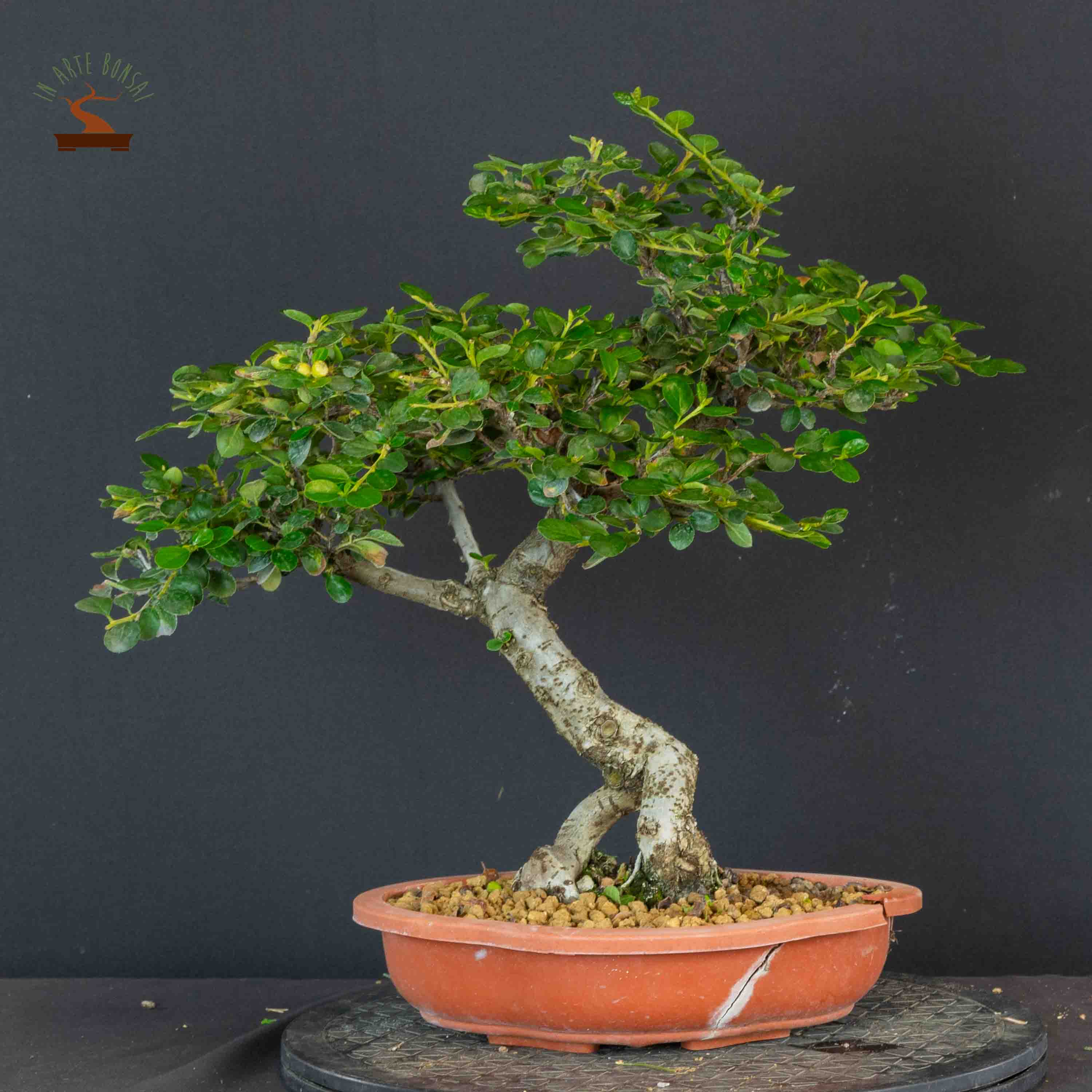Cotoneaster horizontalis