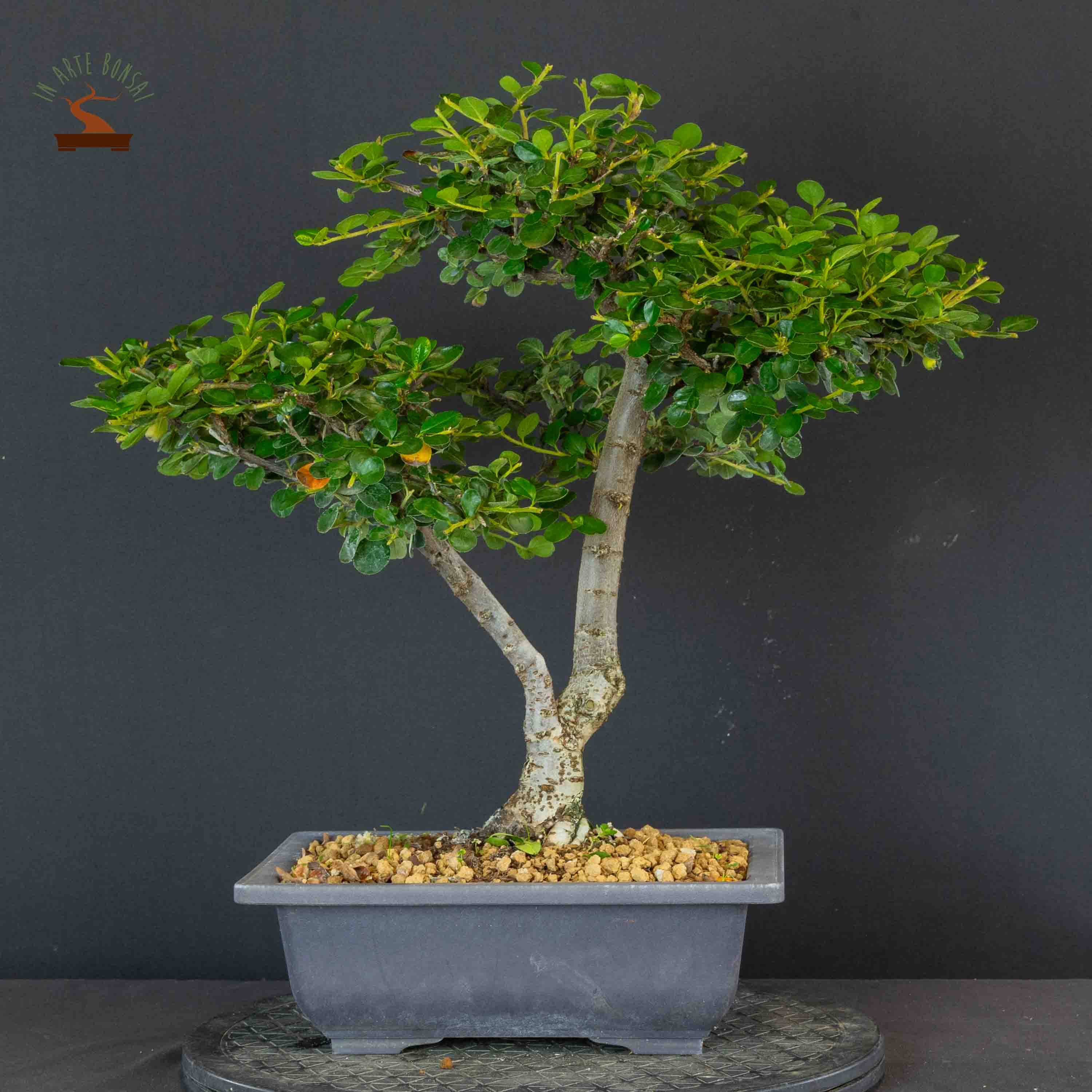 Cotoneaster horizontalis
