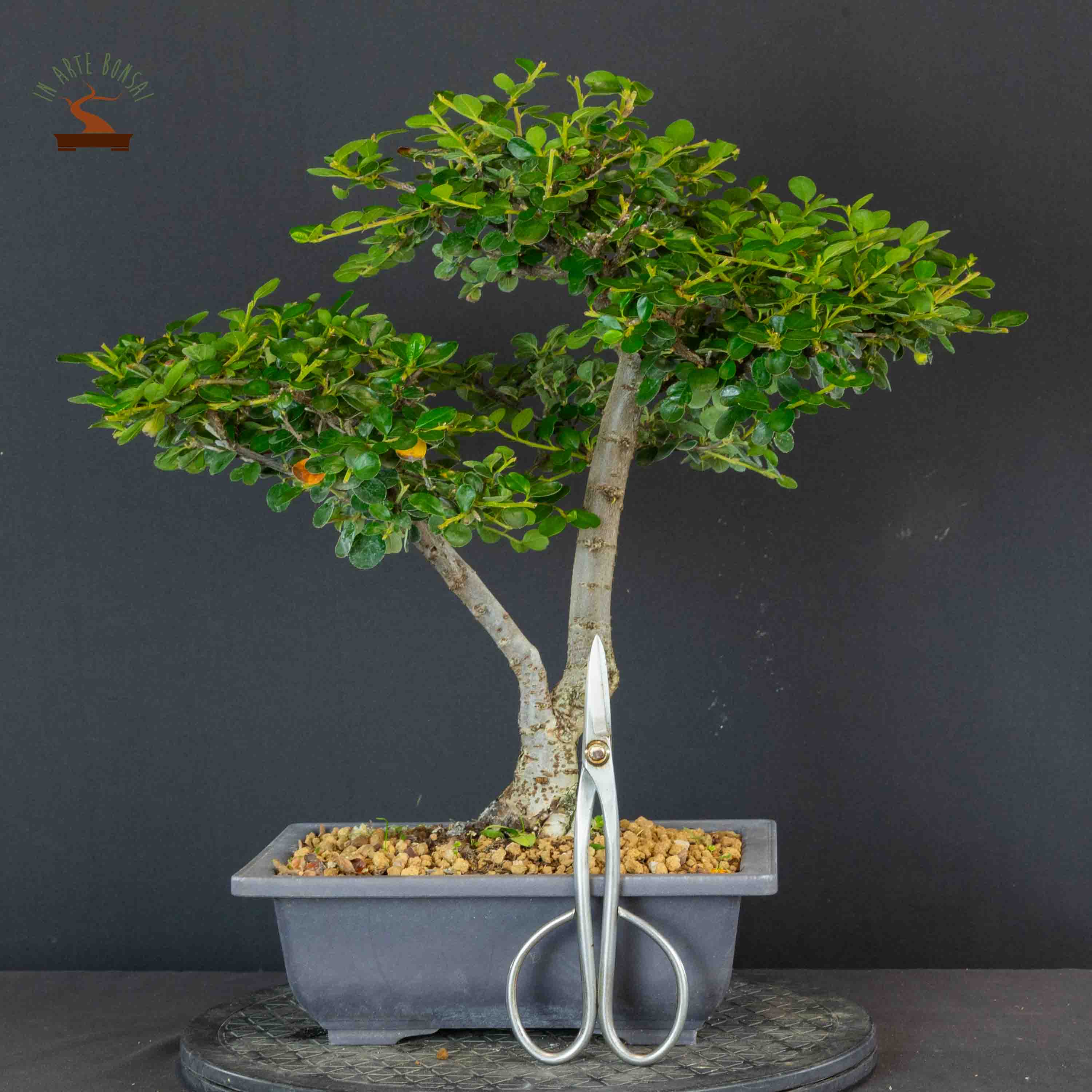 Proportion