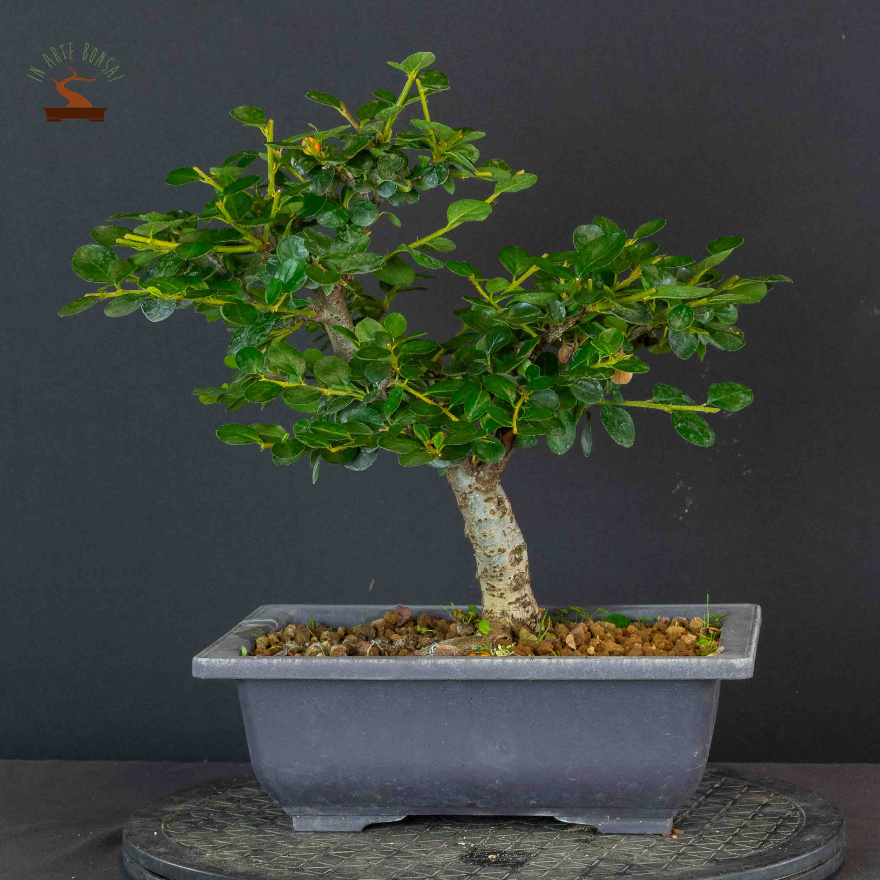 Cotoneaster horizontalis