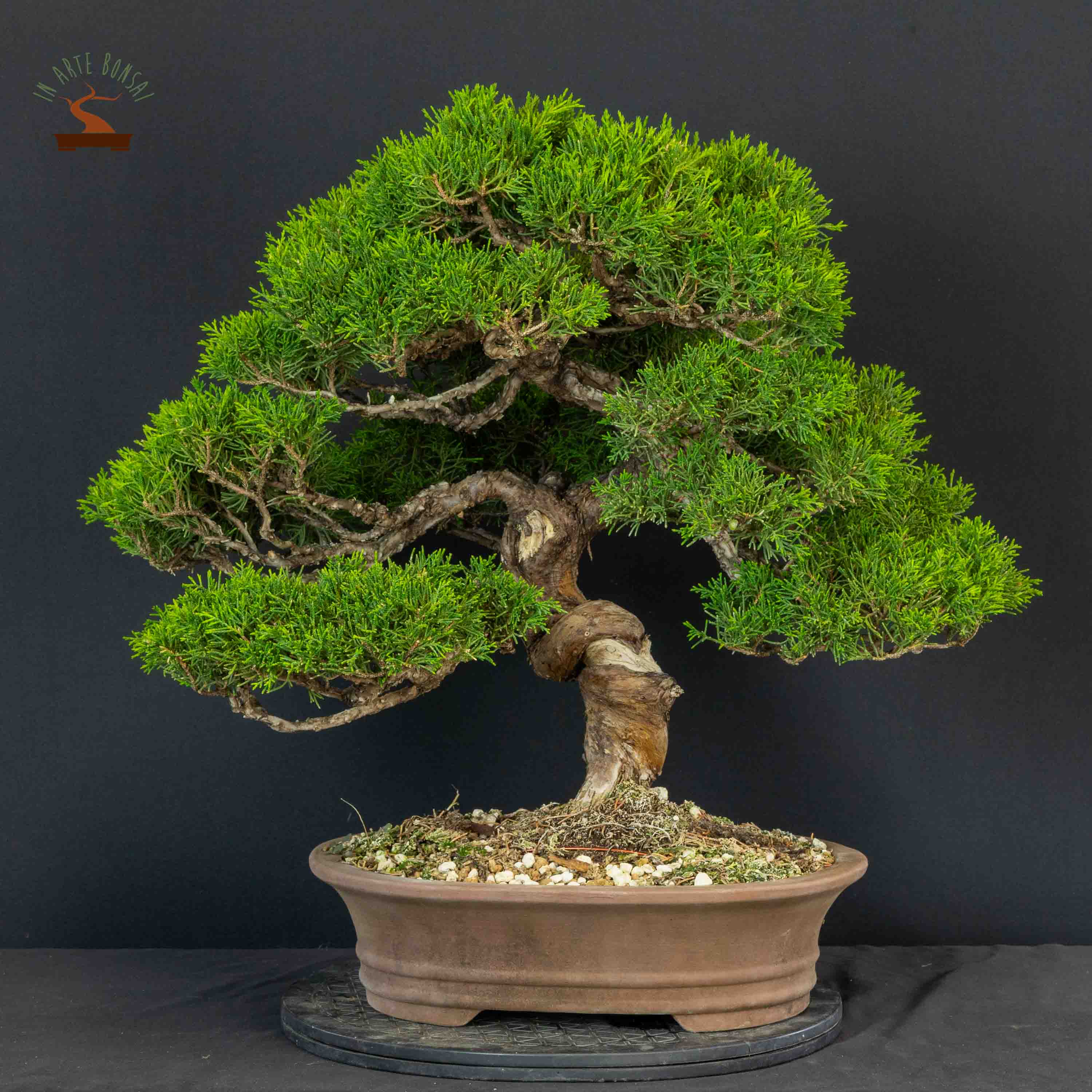 Juniperus chinensis var. Itoigawa