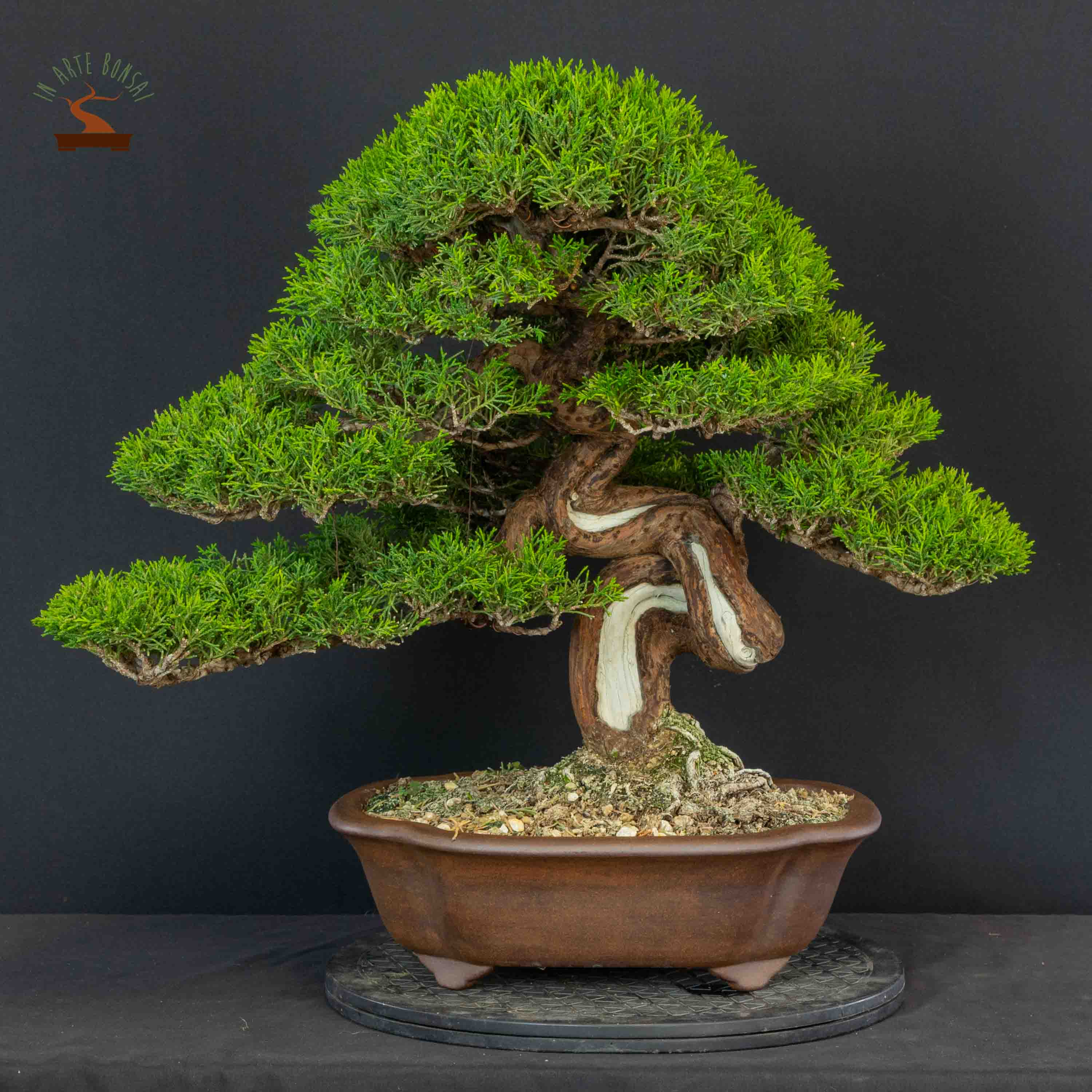 Juniperus chinensis var. Itoigawa