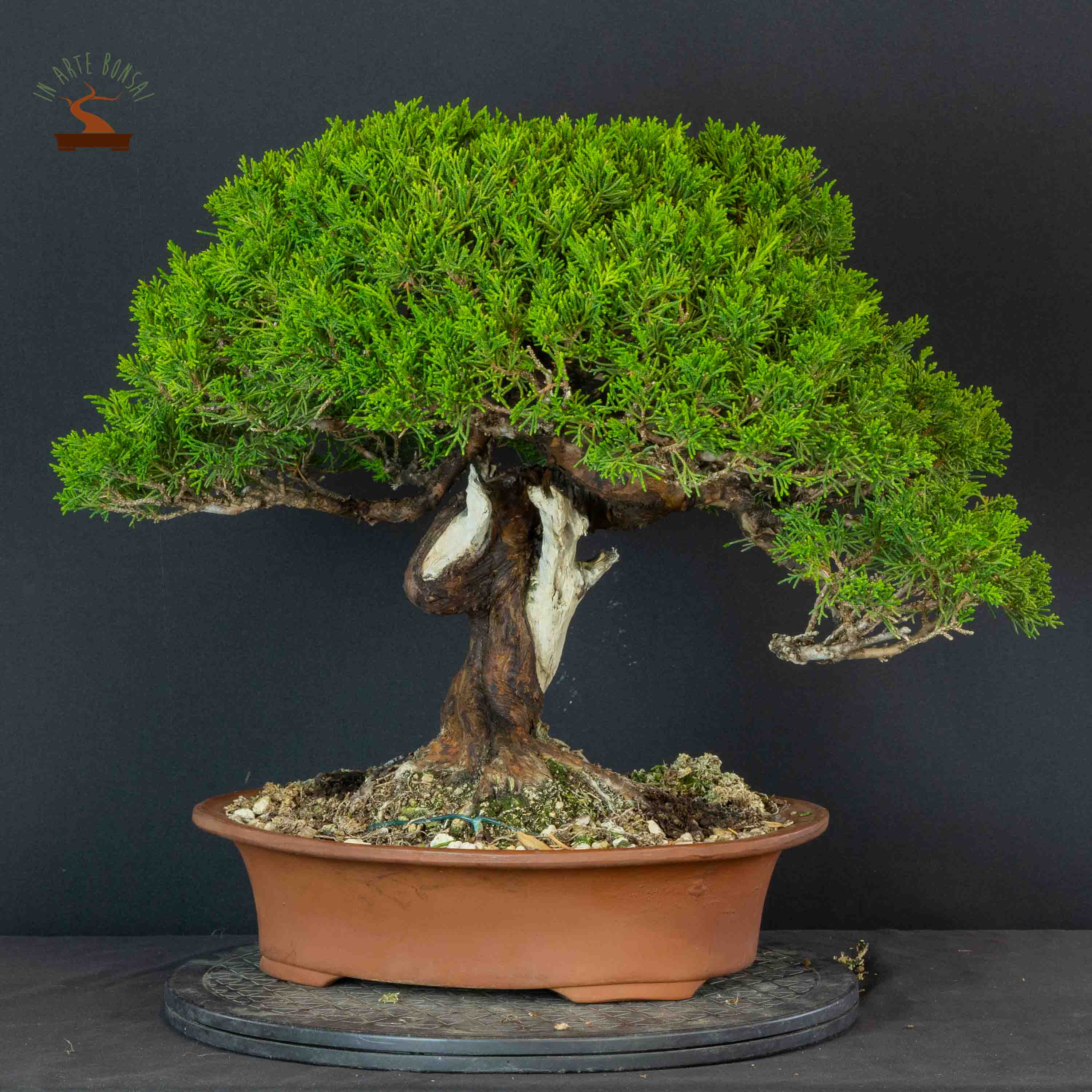 Juniperus chinensis var. Itoigawa