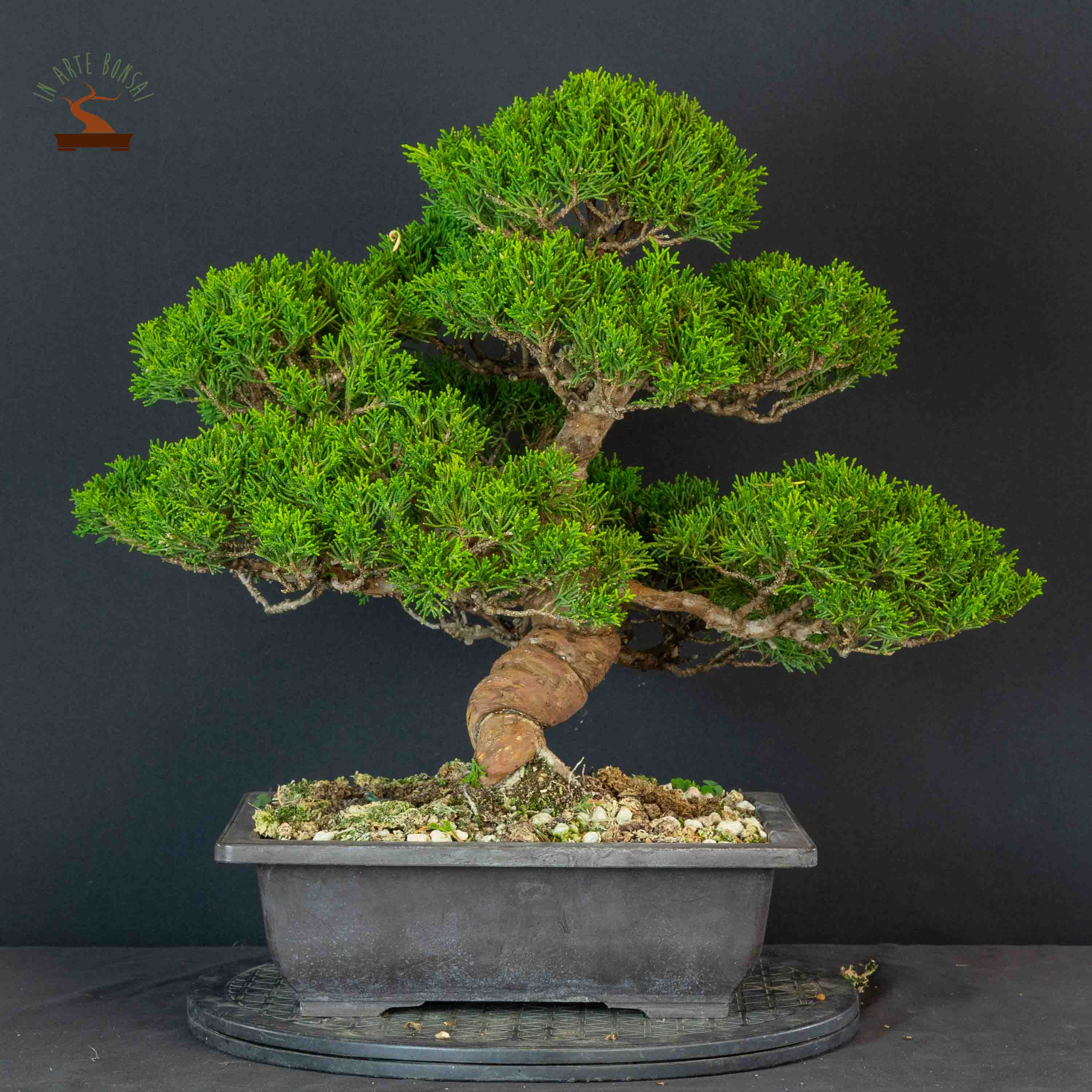Juniperus chinensis var. Itoigawa