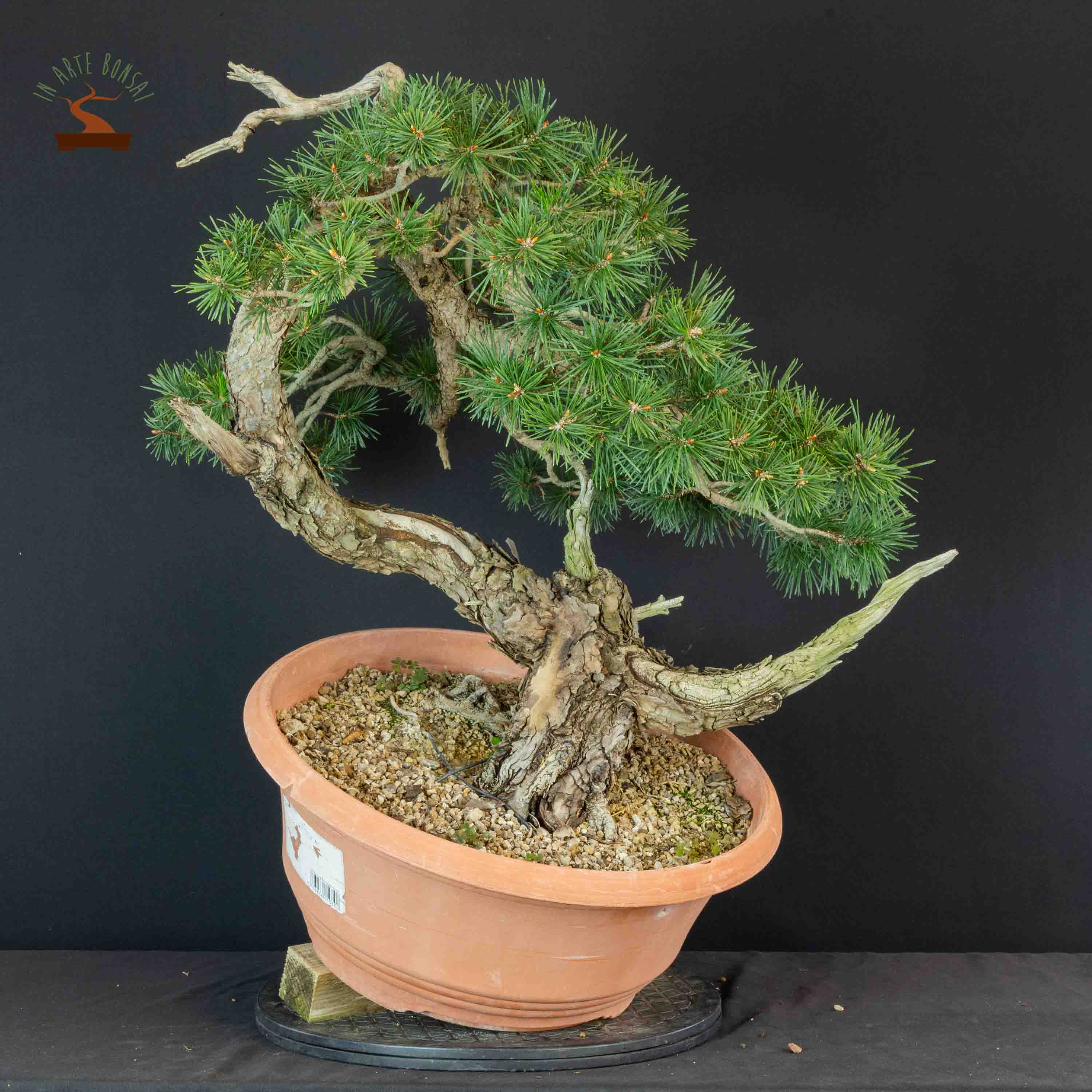 Pinus sylvestris