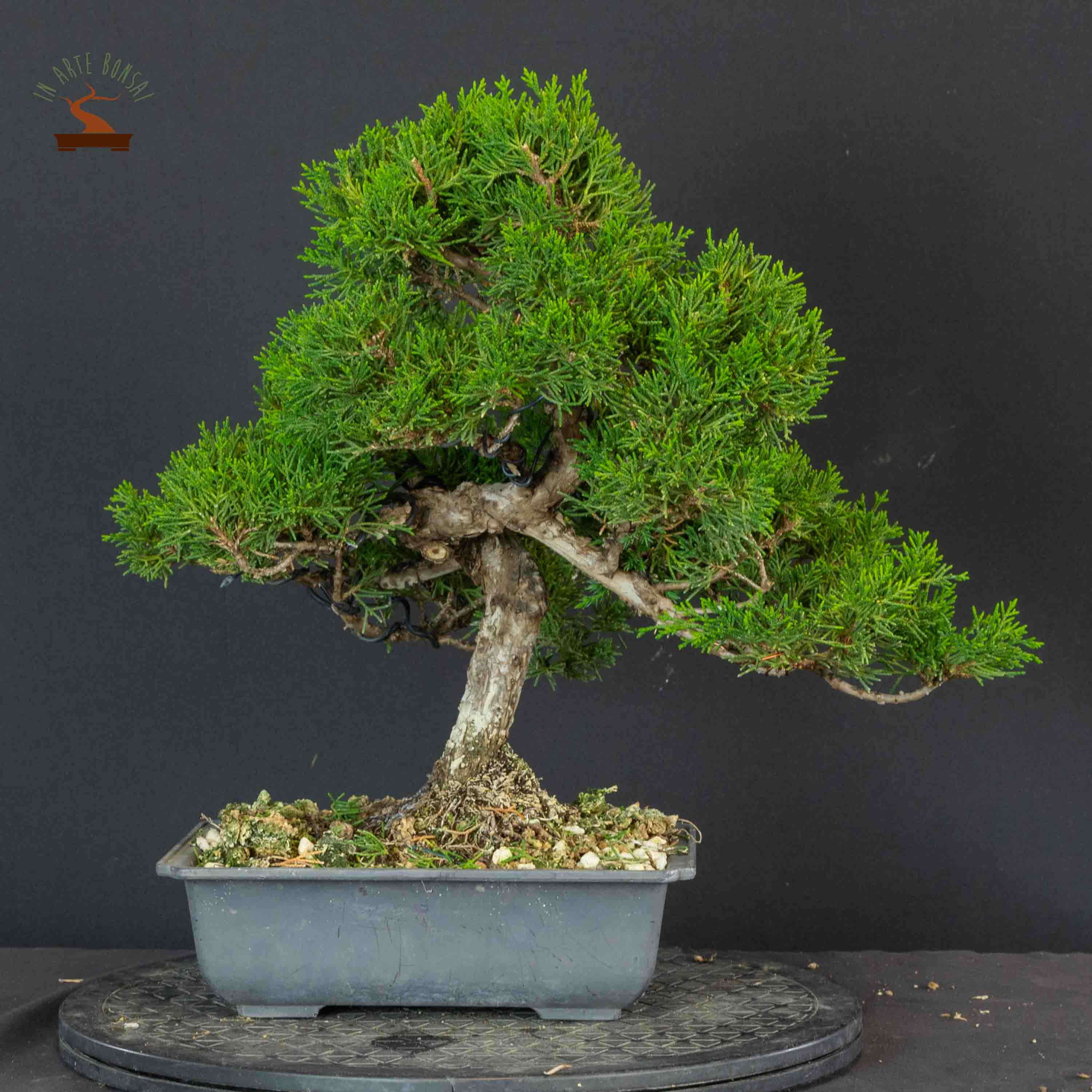 Juniperus chinensis var. Itoigawa