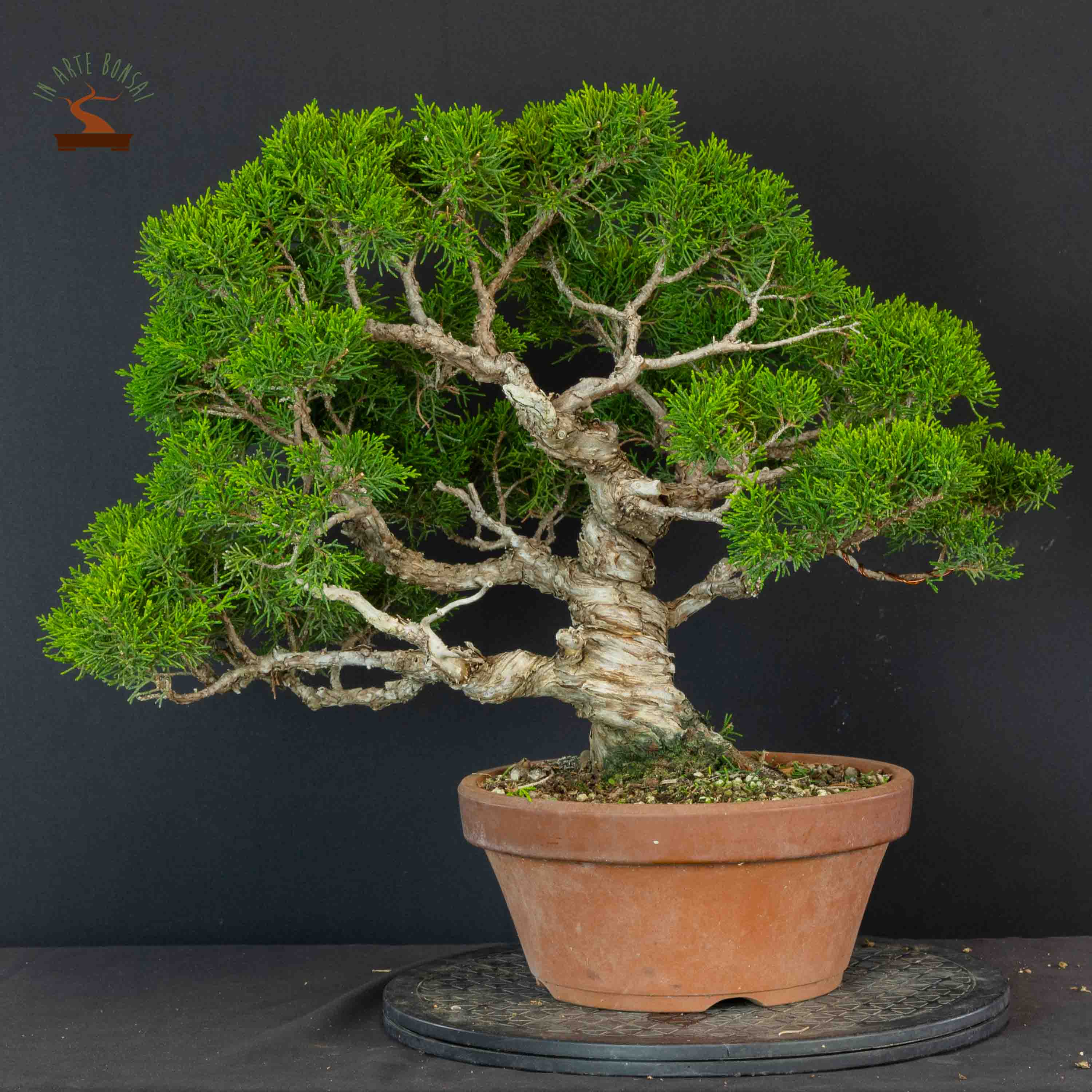 Juniperus chinensis var. Itoigawa