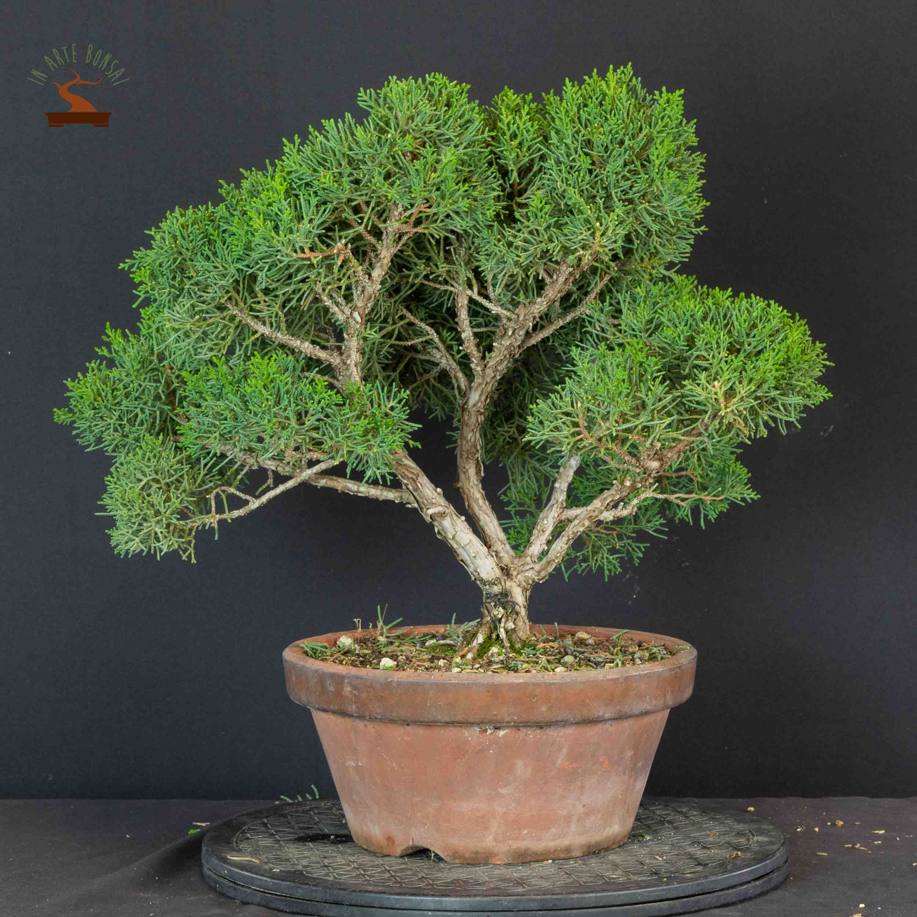 Juniperus chinensis var. Itoigawa