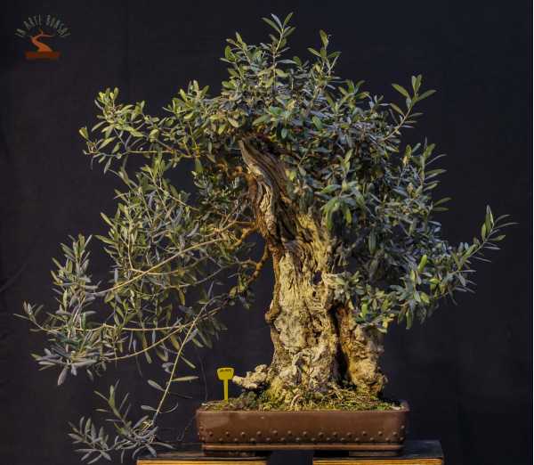 L'olivier avant la transformation